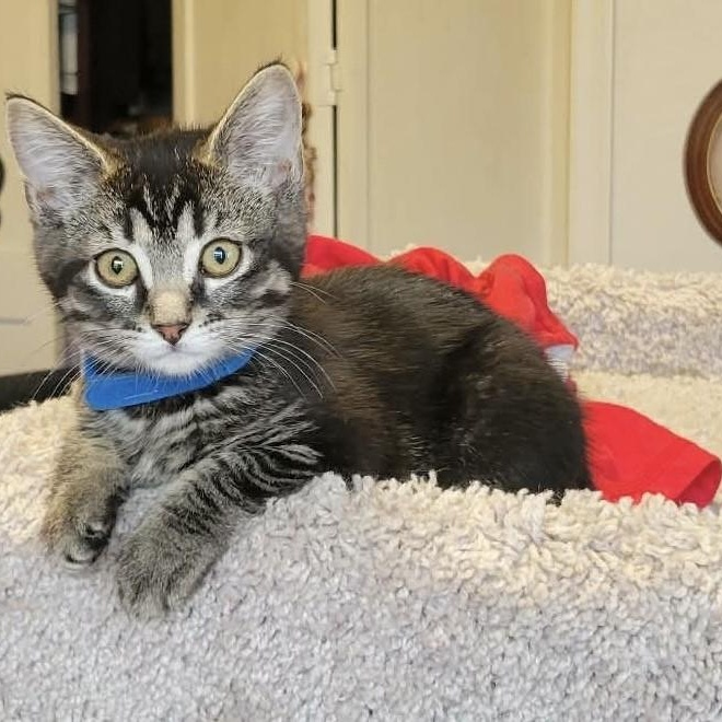 Reebok, Adoptable, Kitten Female Domestic Short Hair.