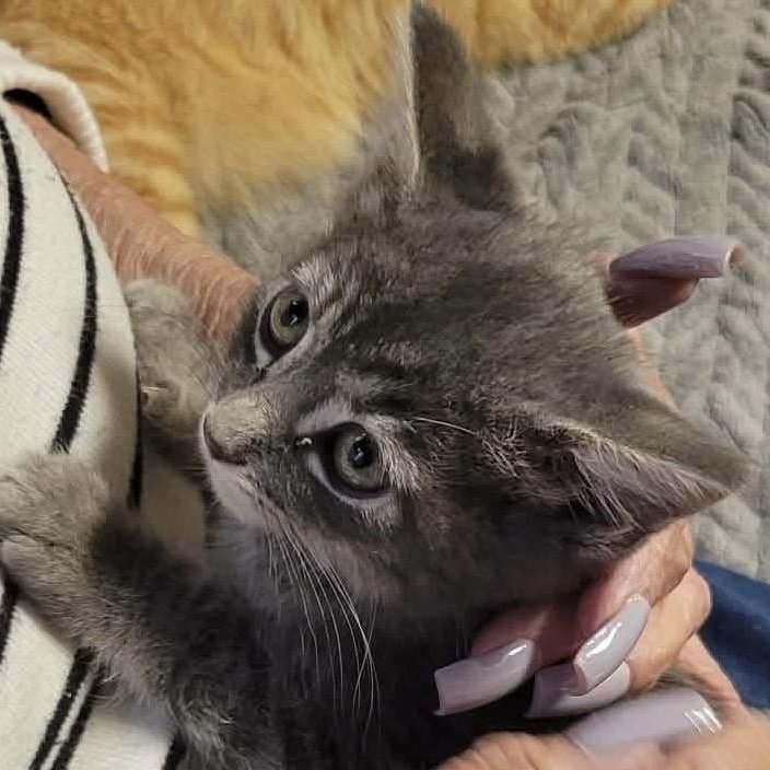 Enlarge Reebok, a Adoptable Domestic Short Hair in Eureka, CA image 3/4