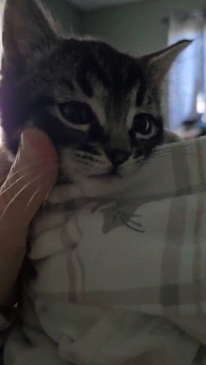 Enlarge Reebok, a Adoptable Domestic Short Hair in Eureka, CA video 4/4