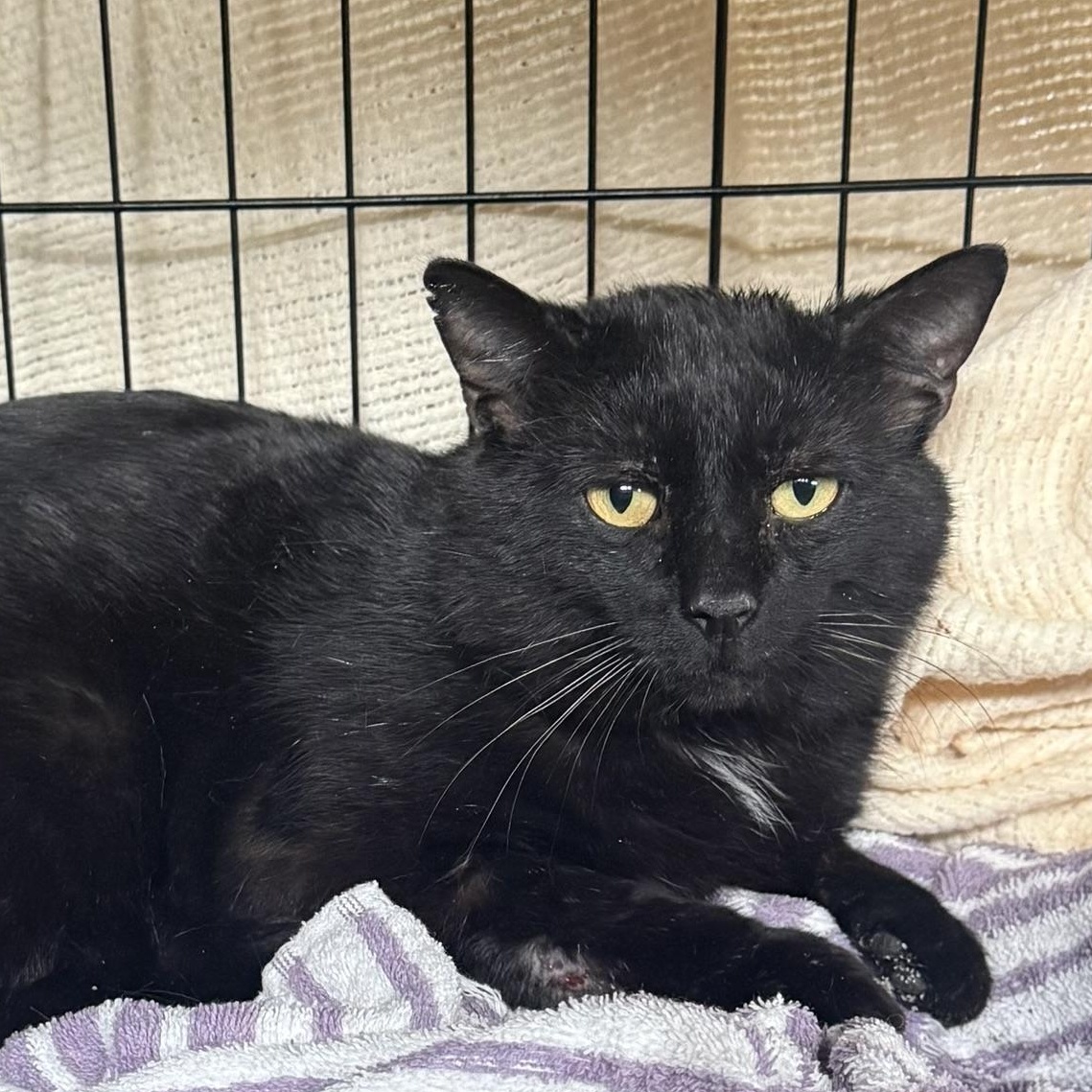 Enlarge Onyx, an adopted Domestic Short Hair in CANONSBURG, PA image 1/1