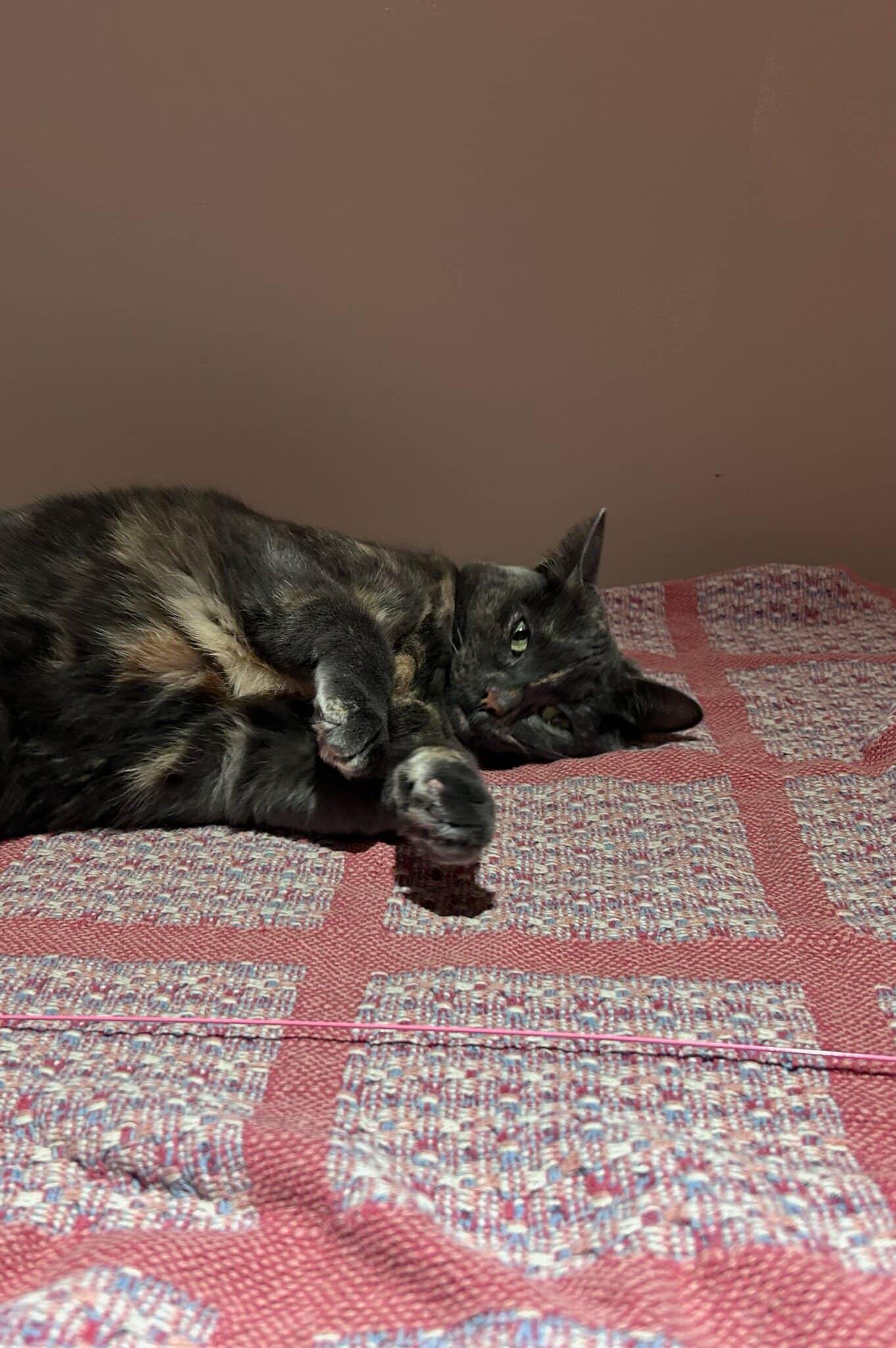 Kiki, ADOPTABLE, Adult Female Domestic Short Hair.