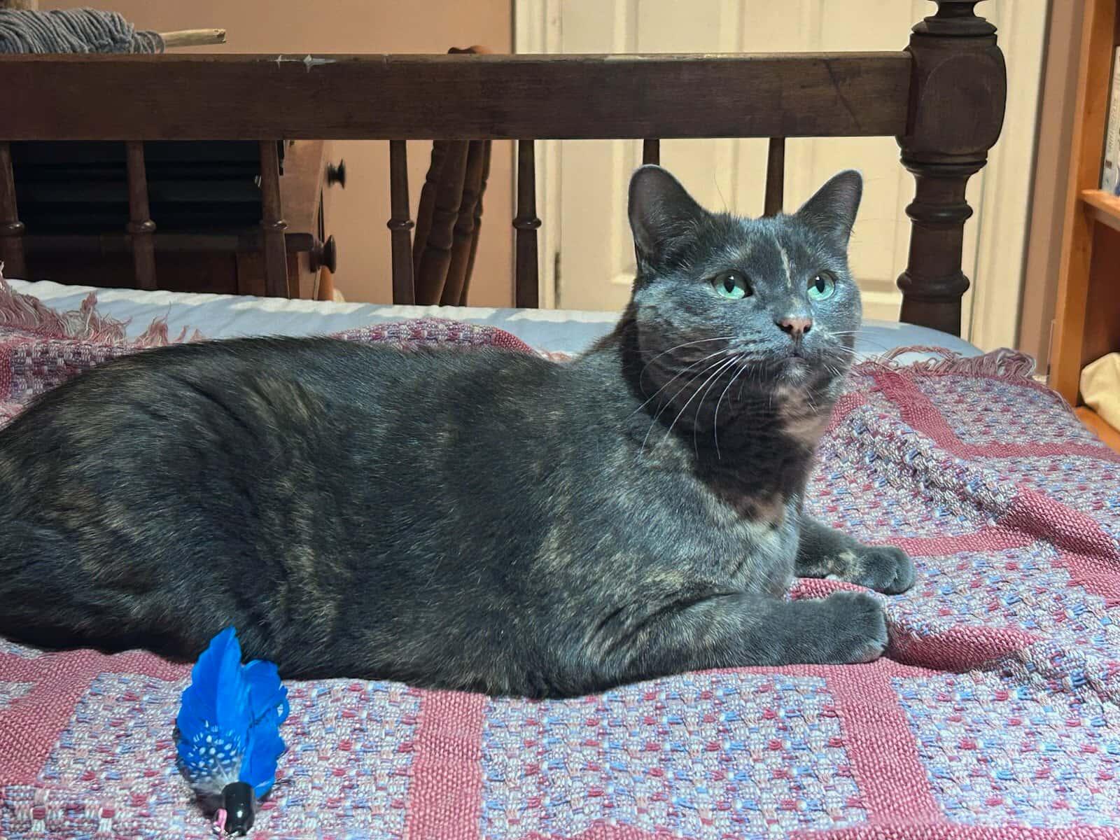 Enlarge Kiki, a ADOPTABLE Domestic Short Hair in Brantford, ON image 2/6