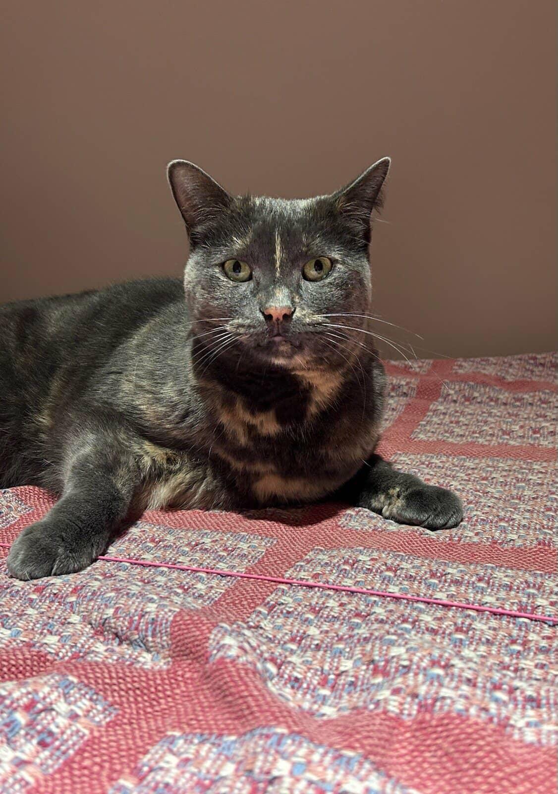 Enlarge Kiki, a ADOPTABLE Domestic Short Hair in Brantford, ON image 3/6