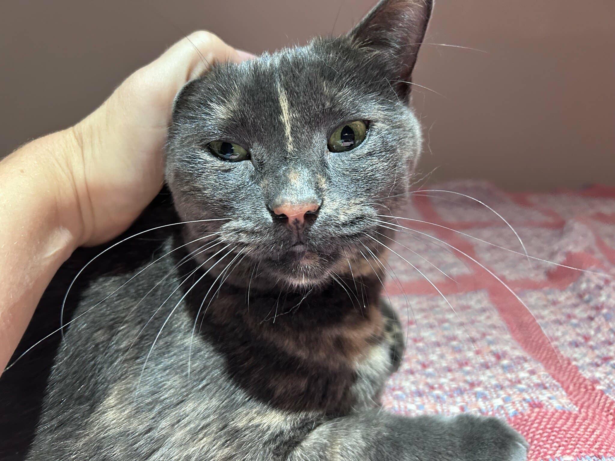 Enlarge Kiki, a ADOPTABLE Domestic Short Hair in Brantford, ON image 5/6