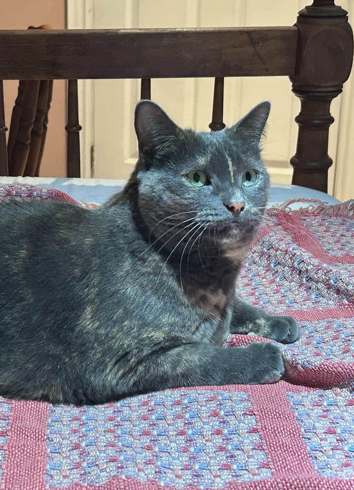 Enlarge Kiki, a ADOPTABLE Domestic Short Hair in Brantford, ON image 6/6