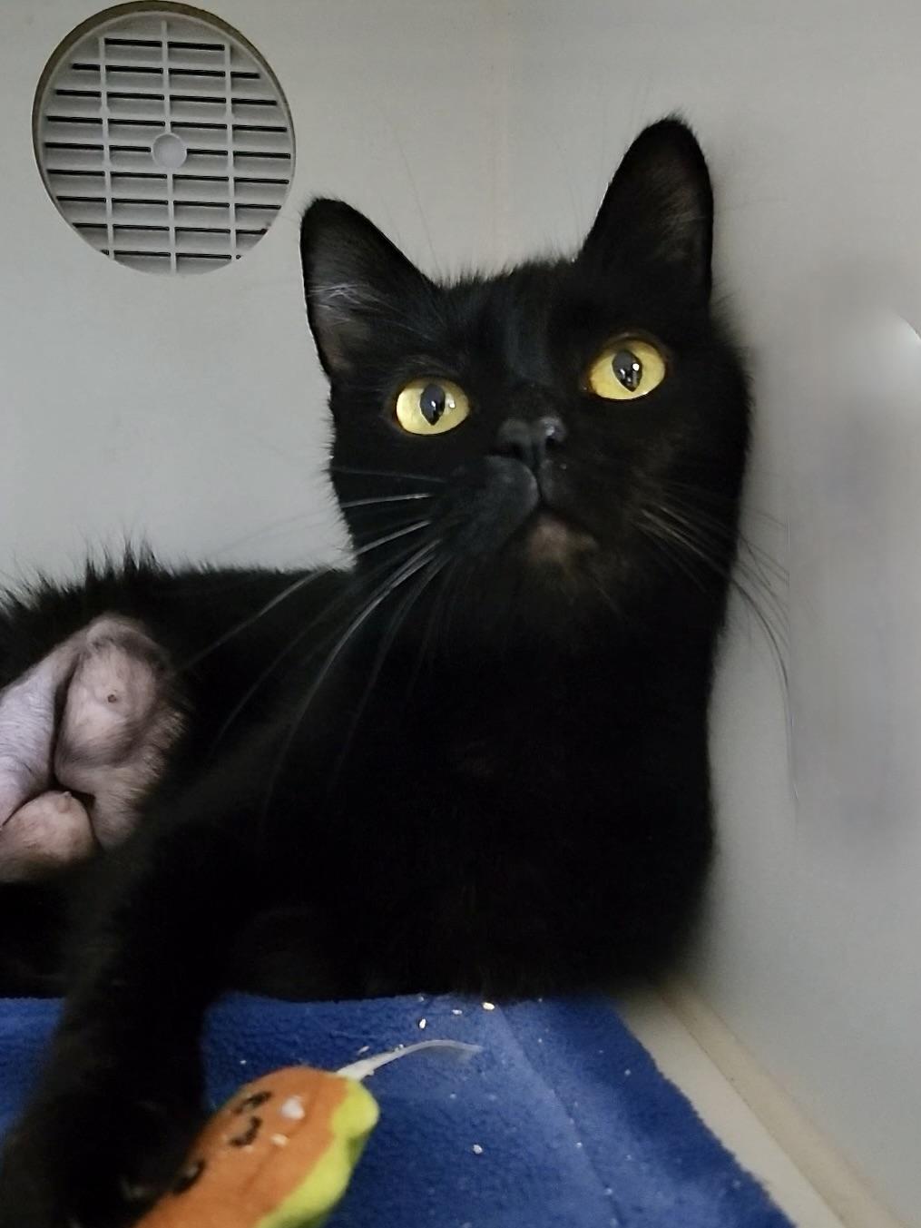Enlarge Ditto, a ADOPTABLE Domestic Short Hair in Grass Valley, CA image 1/1