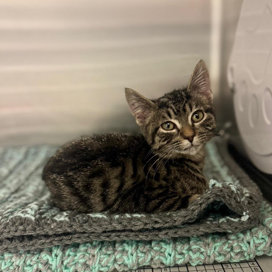 Temaki, Adoptable, Kitten Female Domestic Short Hair.