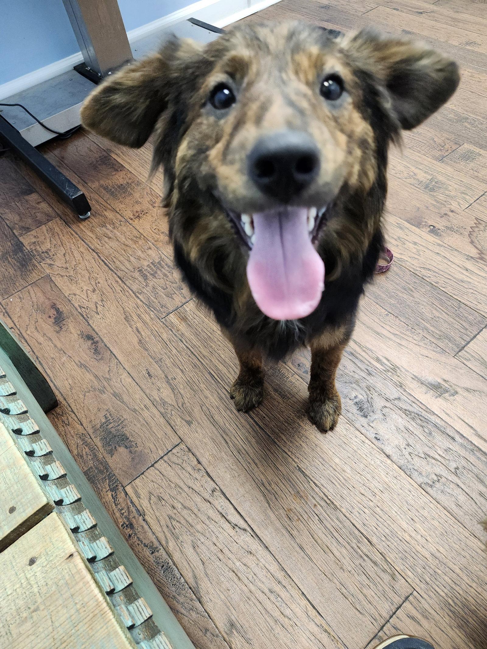 Sargennt, Adoptable, Young Male Shepherd & Collie.