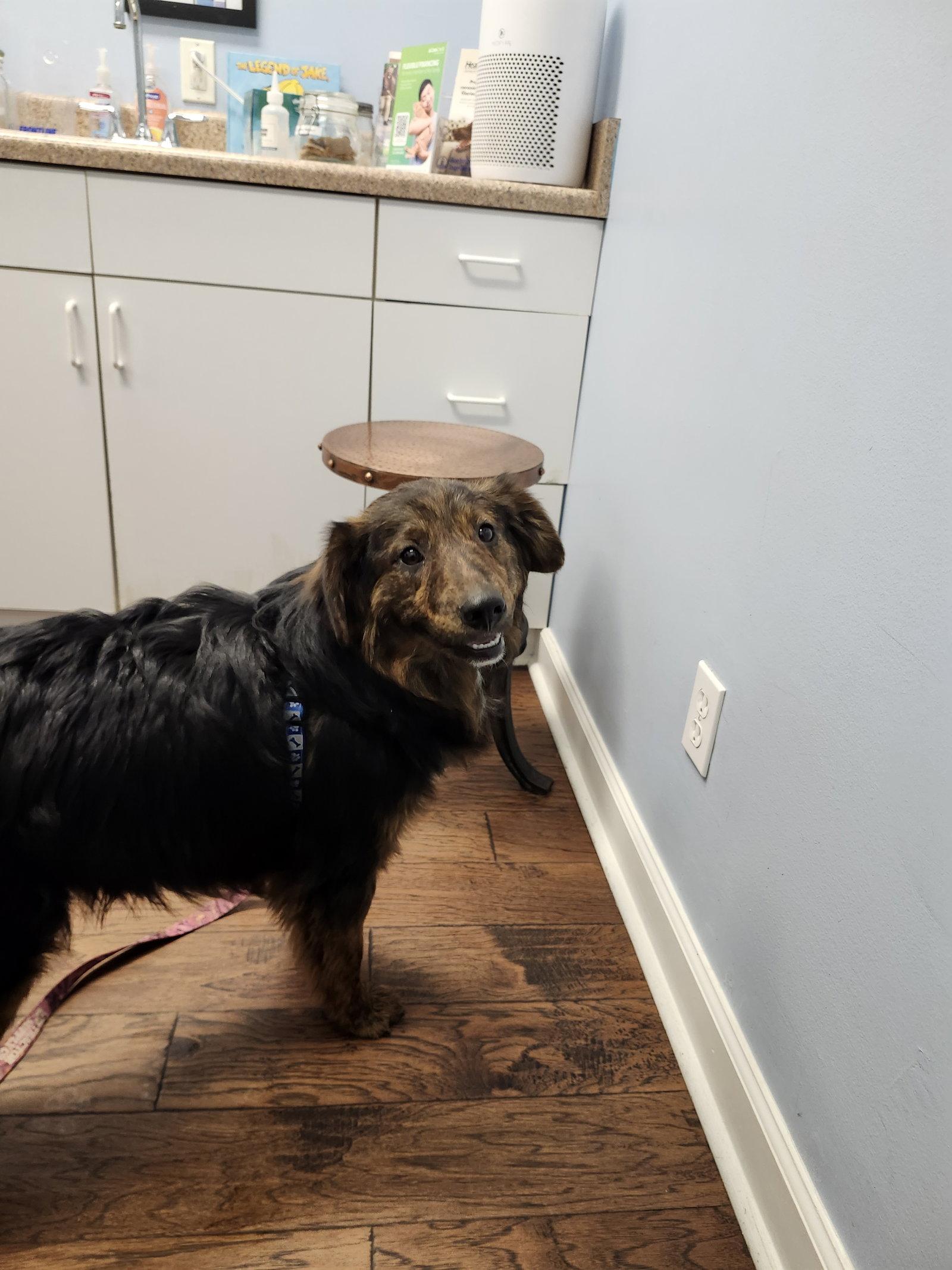 Sargennt, a Adoptable mixed breed in Hartselle, AL image 2/3