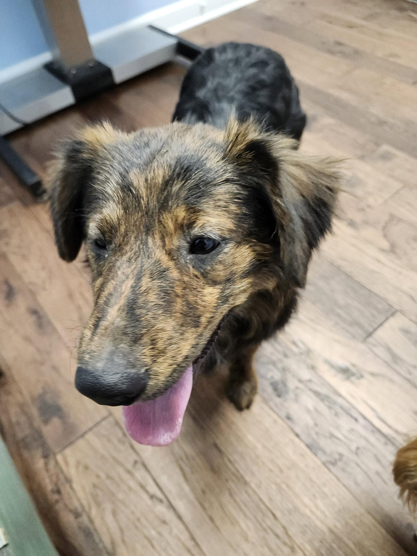 Sargennt, a Adoptable mixed breed in Hartselle, AL image 3/3