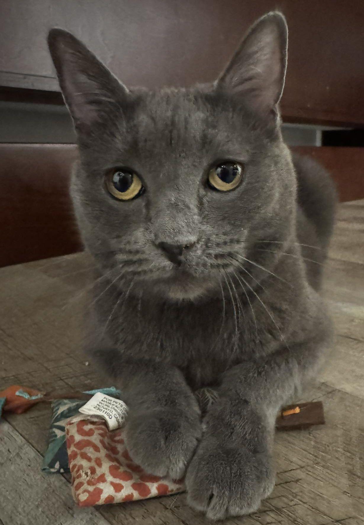 Olive, Adoptable, Adult Female Domestic Short Hair.