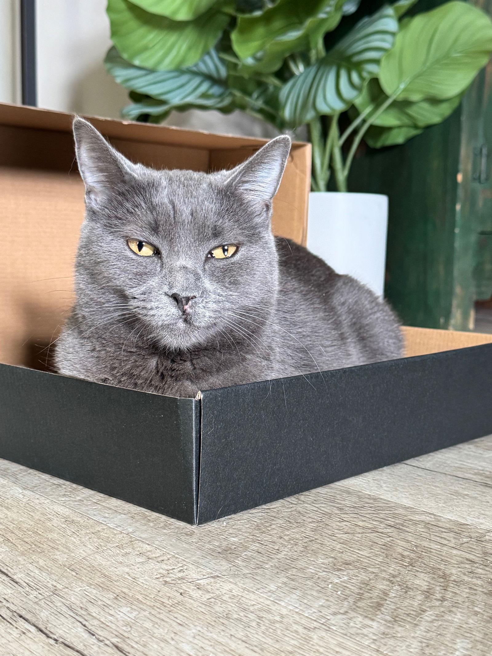 Enlarge Olive, a Adoptable Domestic Short Hair in Seal Beach, CA image 3/3