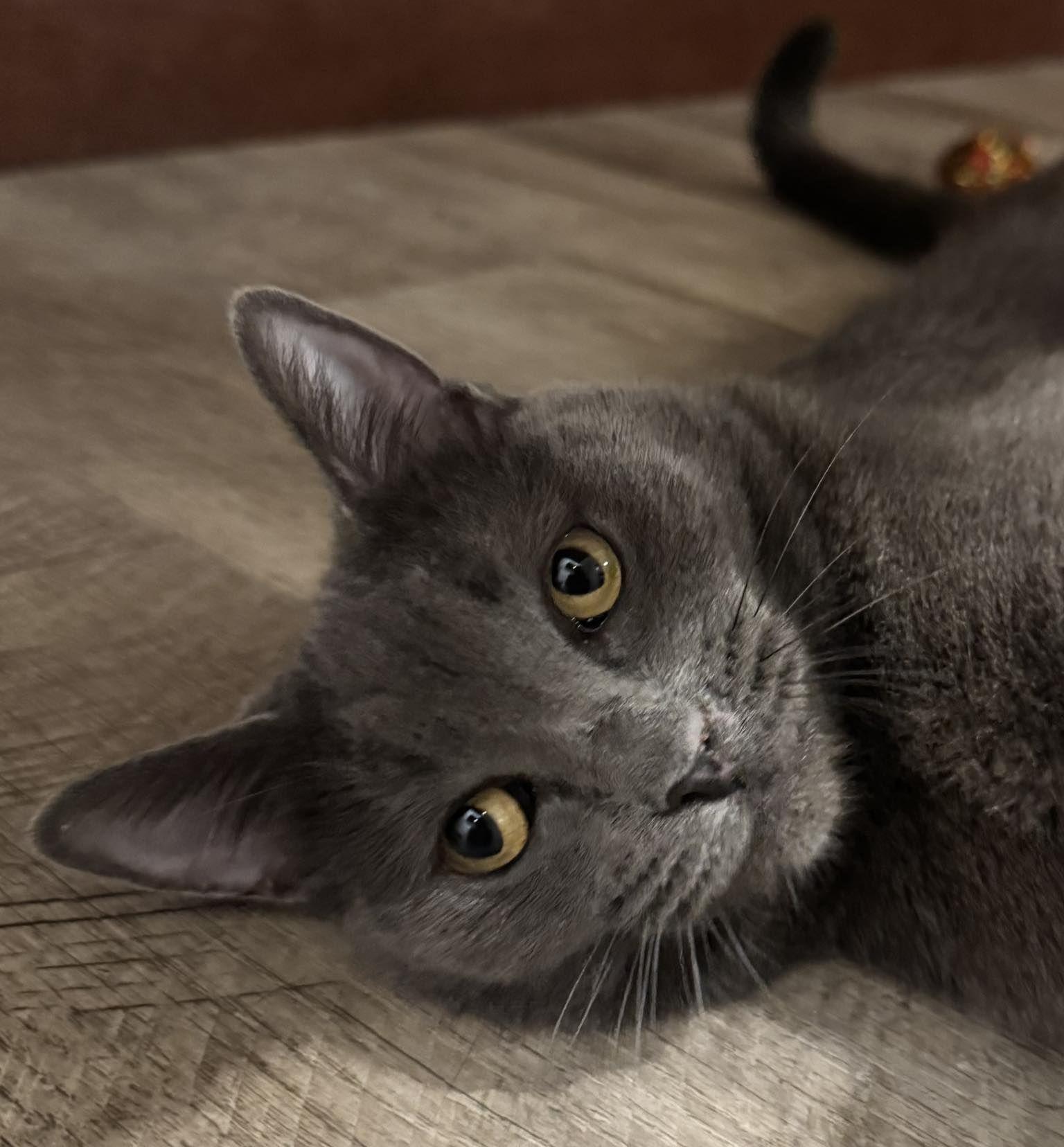 Enlarge Olive, a Adoptable Domestic Short Hair in Seal Beach, CA image 2/3