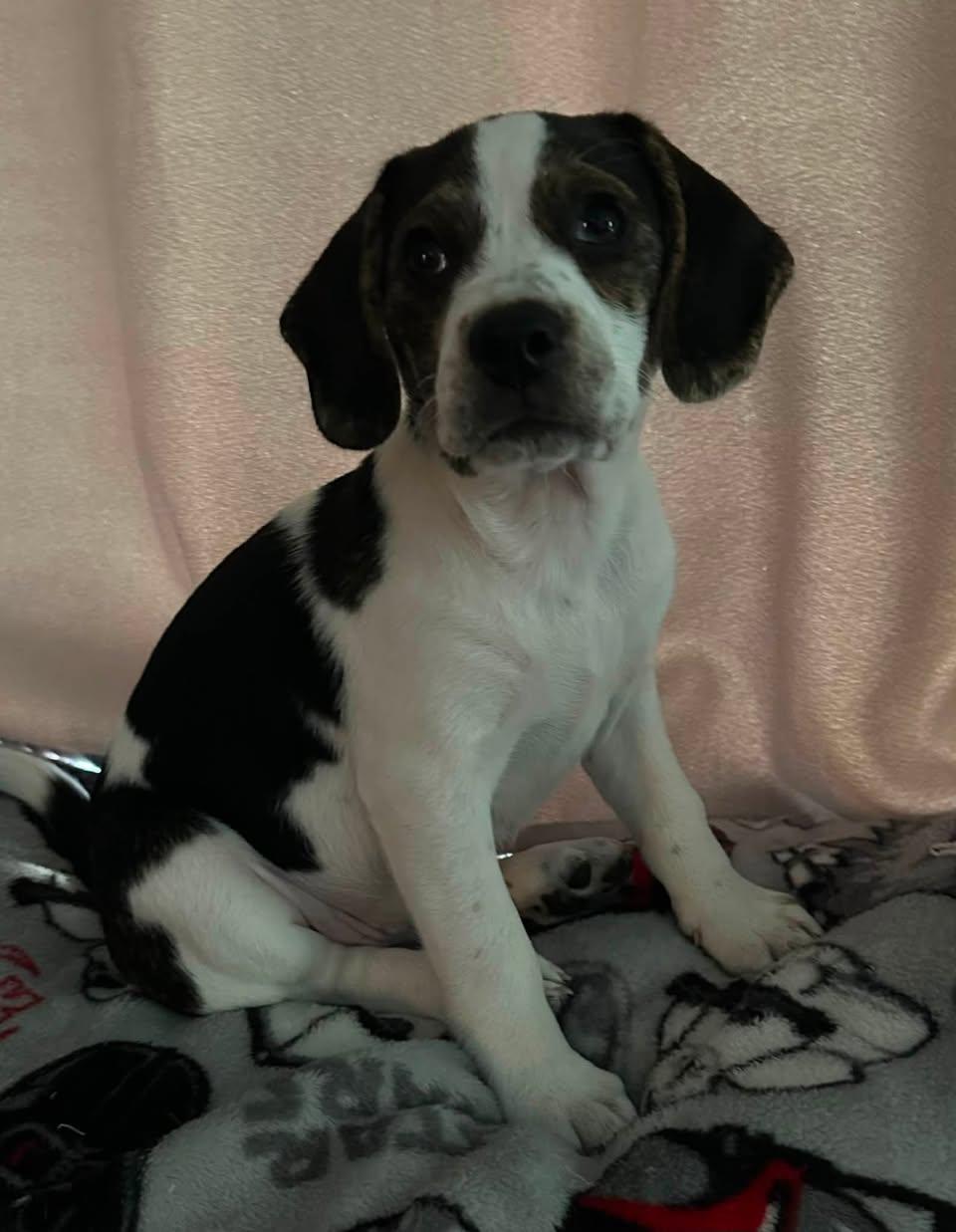 Vegas, Adoptable, Puppy Female Beagle.