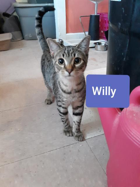 Enlarge WILLY, a Adopted mixed breed in Marianna, FL image 1/1