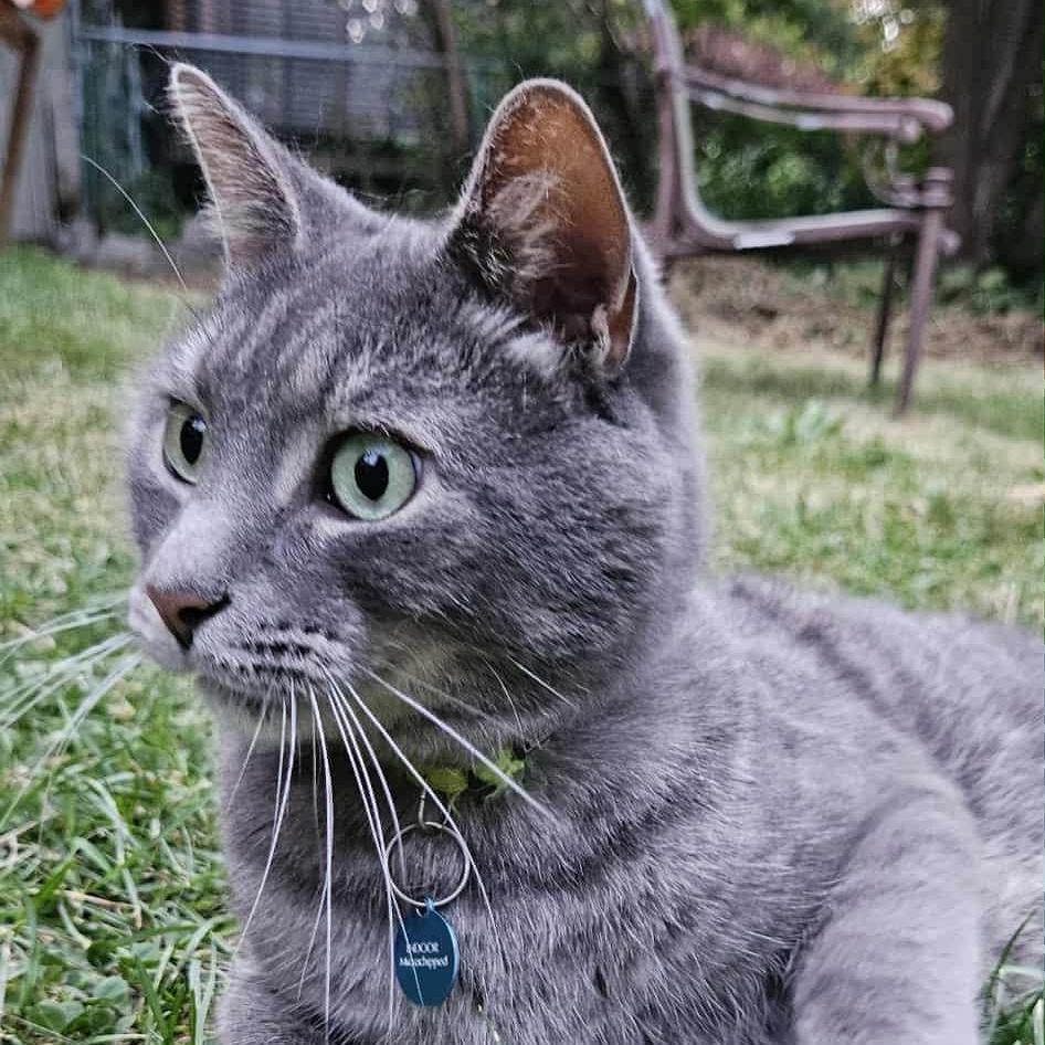 Nermal (needs a sponsor), Adoptable, Adult Male Domestic Short Hair.