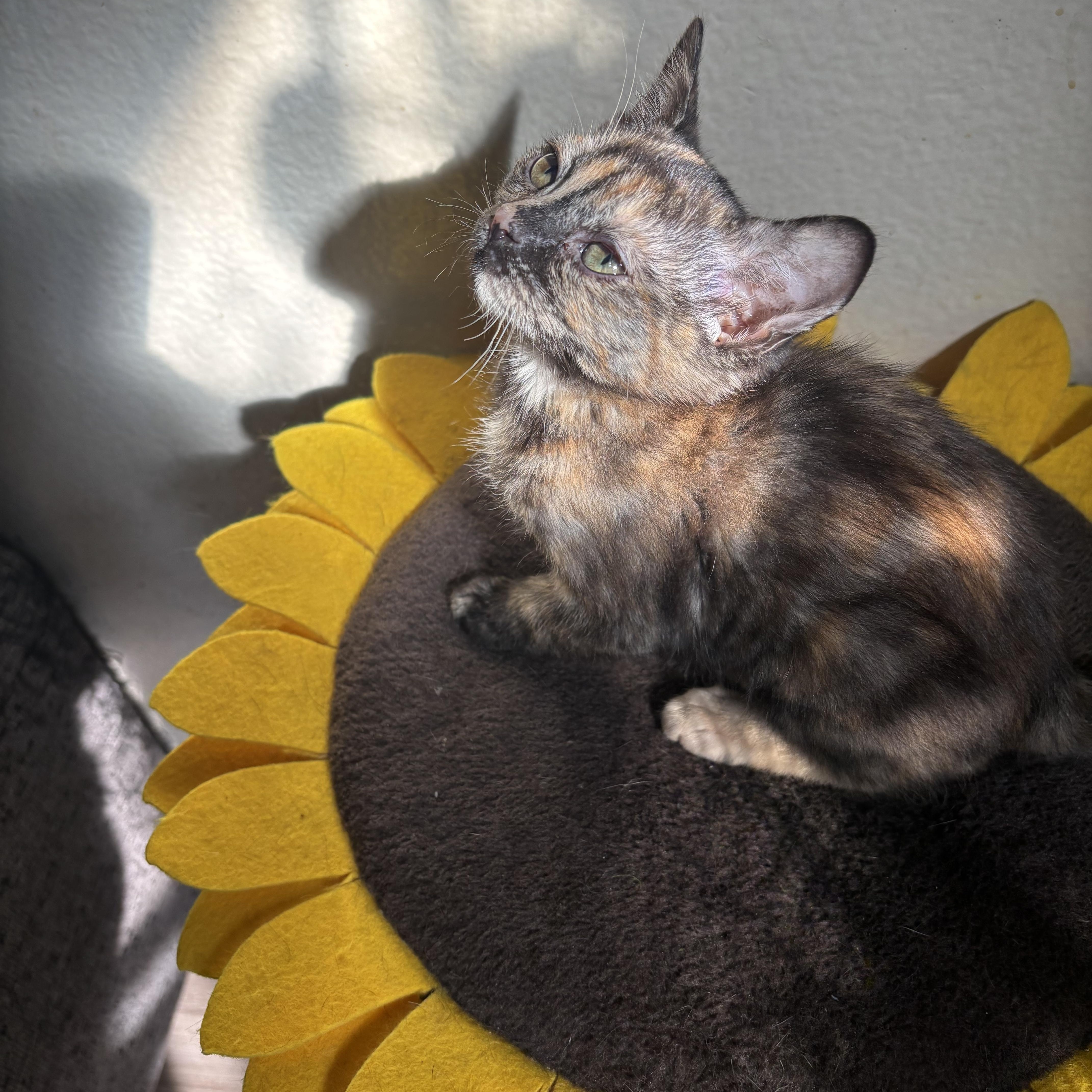 Enlarge Purrloin, an adopted Domestic Short Hair in Costa Mesa, CA image 4/4