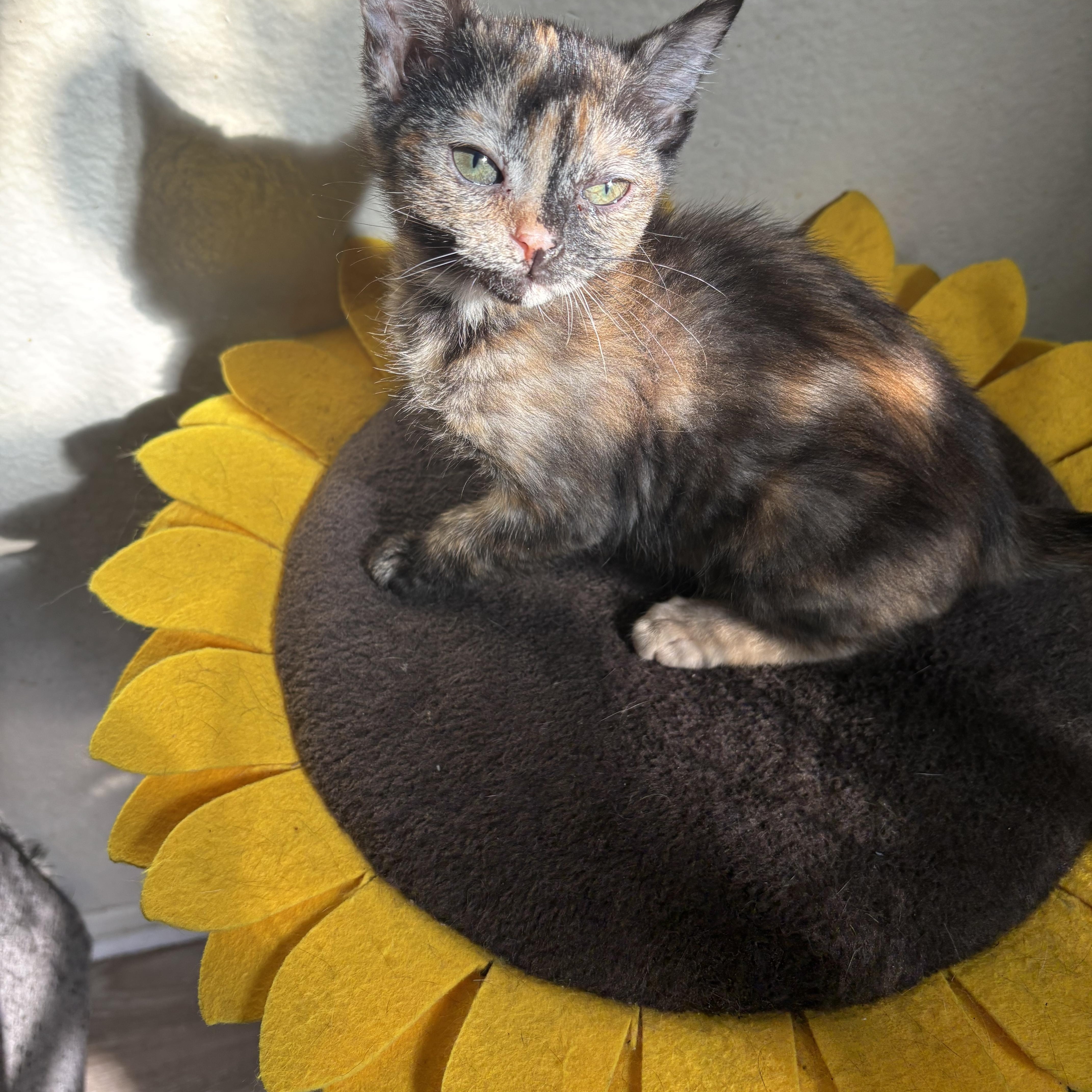 Enlarge Purrloin, an adopted Domestic Short Hair in Costa Mesa, CA image 1/4