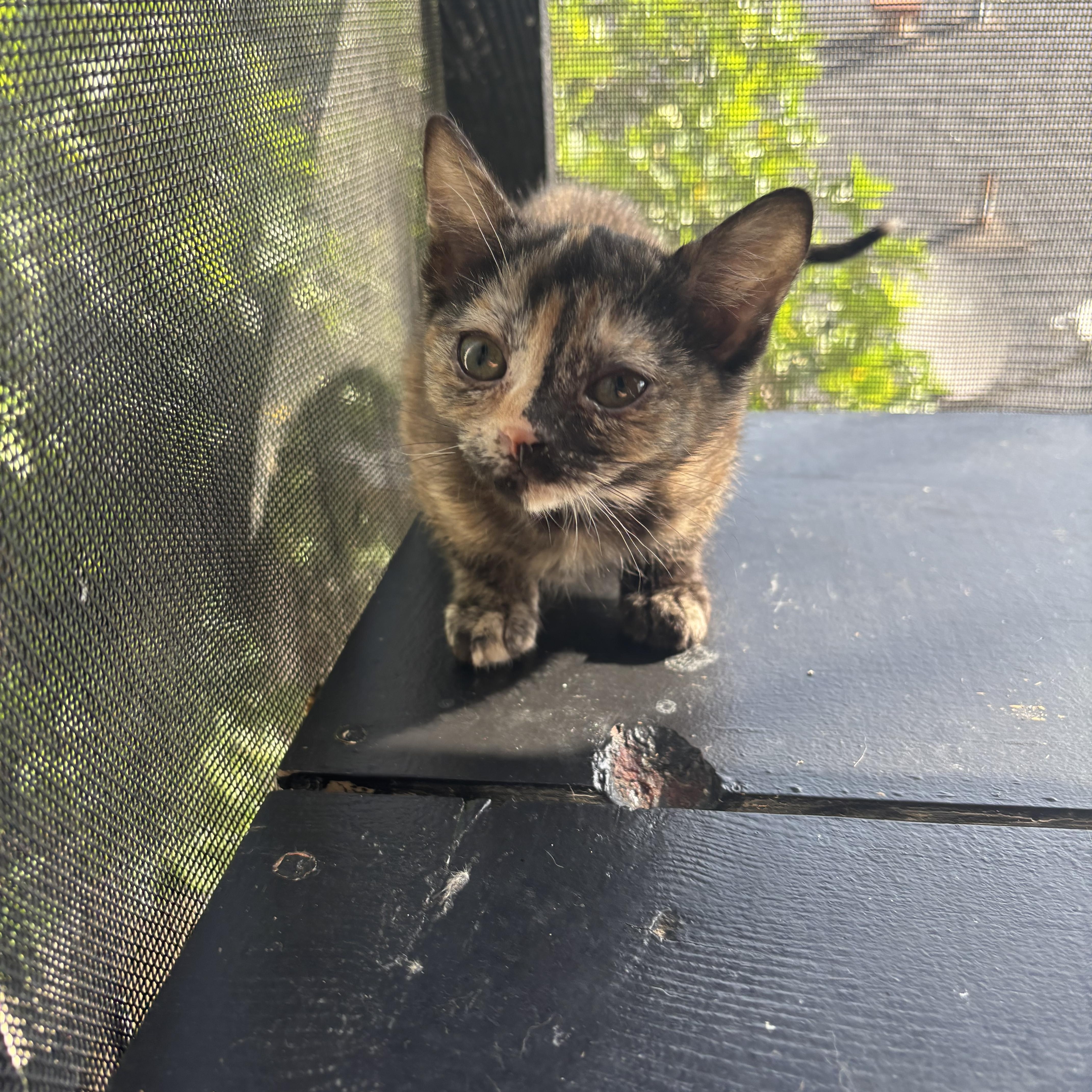 Enlarge Purrloin, an adopted Domestic Short Hair in Costa Mesa, CA image 3/4