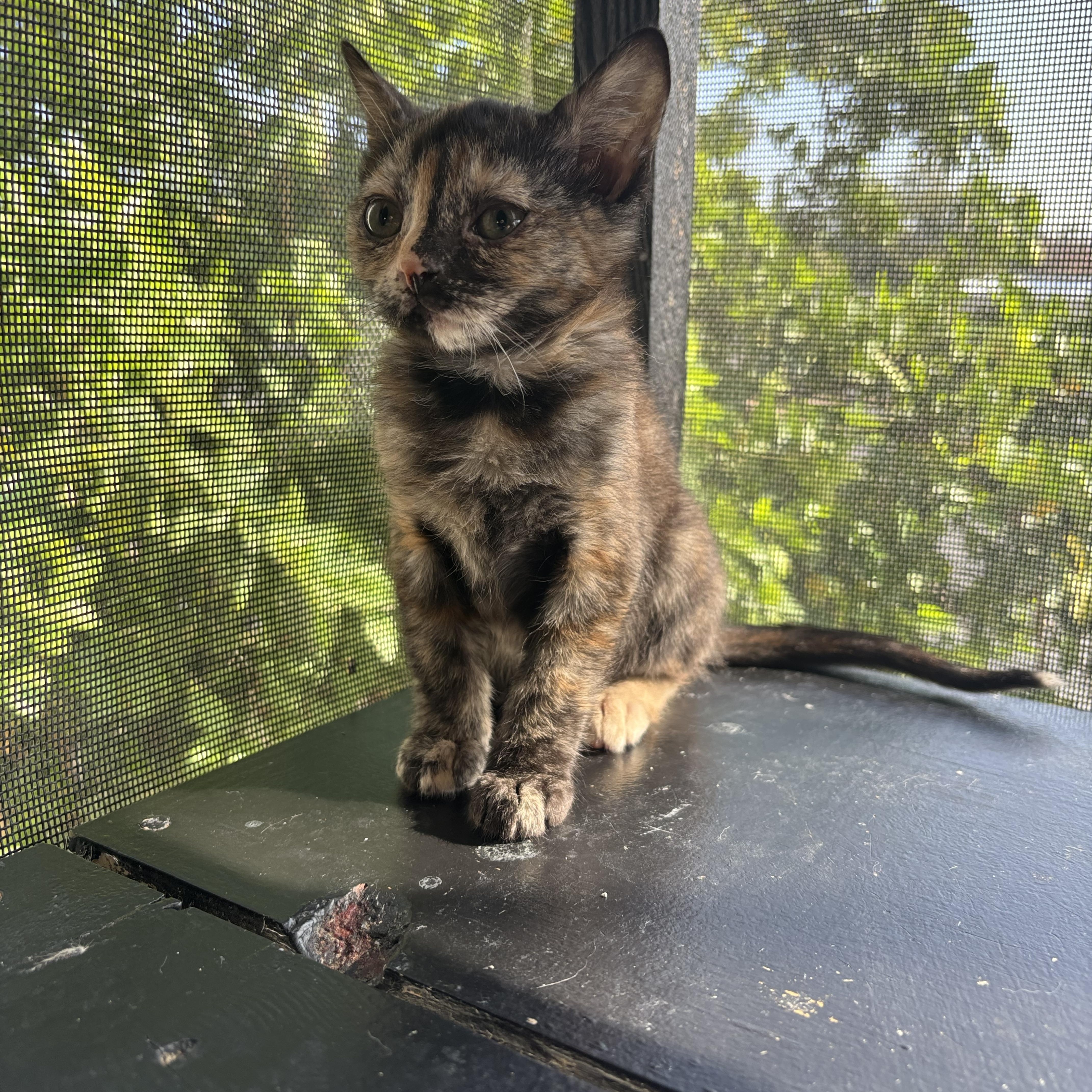 Enlarge Purrloin, an adopted Domestic Short Hair in Costa Mesa, CA image 2/4