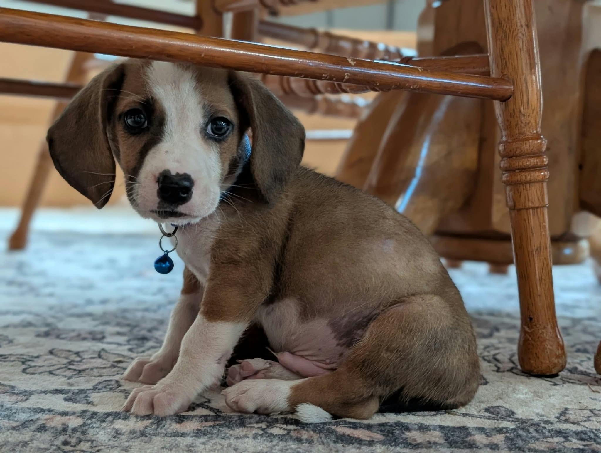 Enlarge Oscar, a Adoptable mixed breed in Byron, IL image 1/3