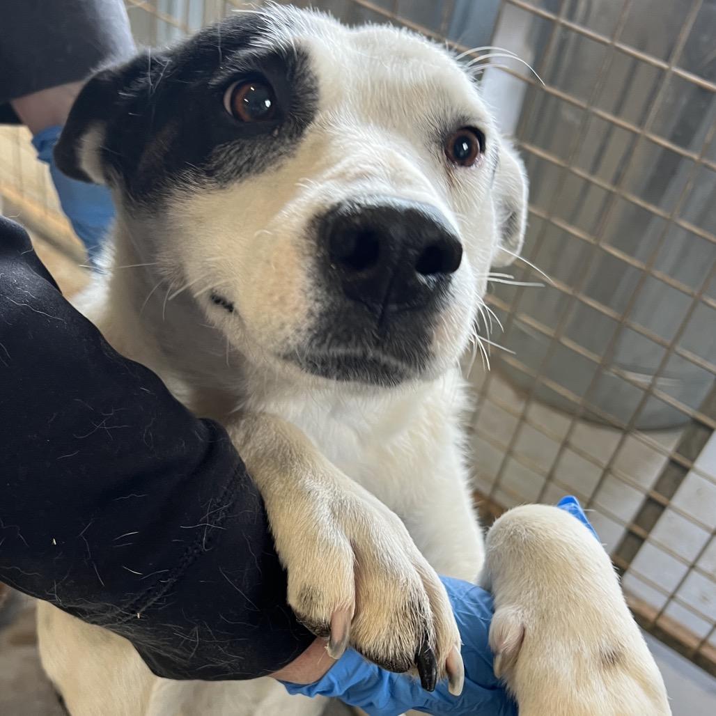 Poinsettia, a Adoptable Mixed Breed in Moab, UT image 1/6