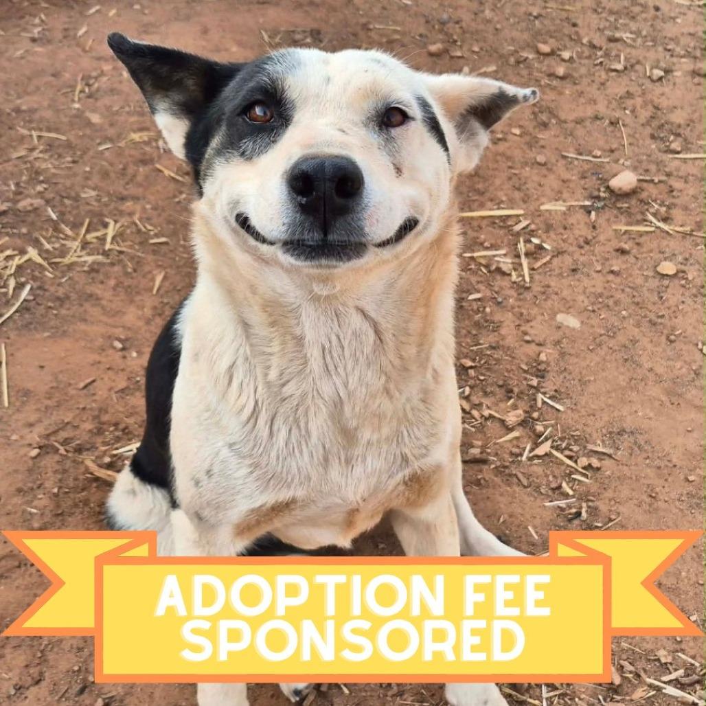 Poinsettia, a Adoptable Mixed Breed in Moab, UT image 5/6
