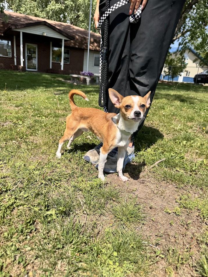Herbert, an adopted Chihuahua in Waterloo, IA image 5/5
