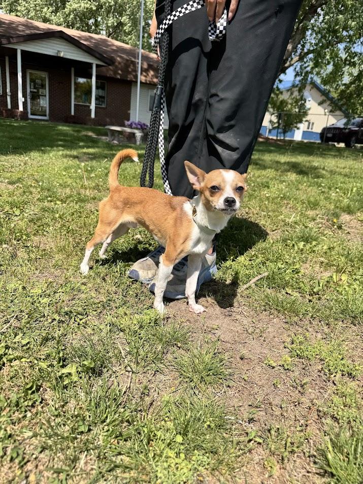 Herbert, an adopted Chihuahua in Waterloo, IA image 4/5