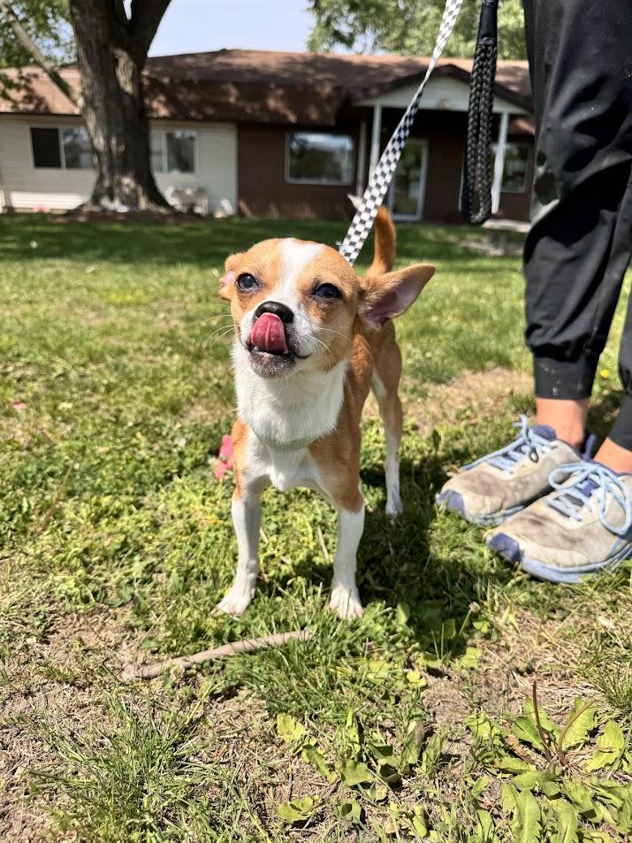 Herbert, an adopted Chihuahua in Waterloo, IA image 2/5