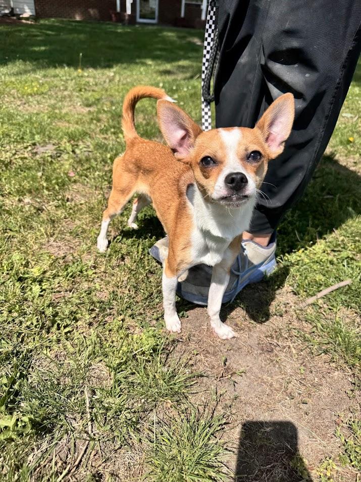 Herbert, adopted, Young Male Chihuahua.
