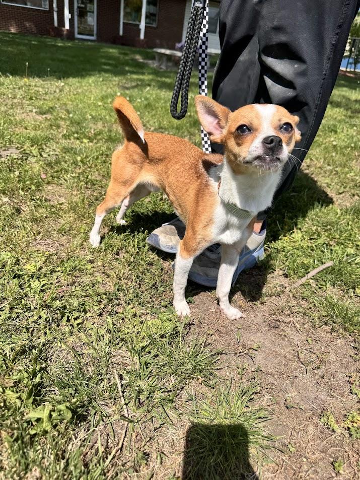 Herbert, an adopted Chihuahua in Waterloo, IA image 3/5