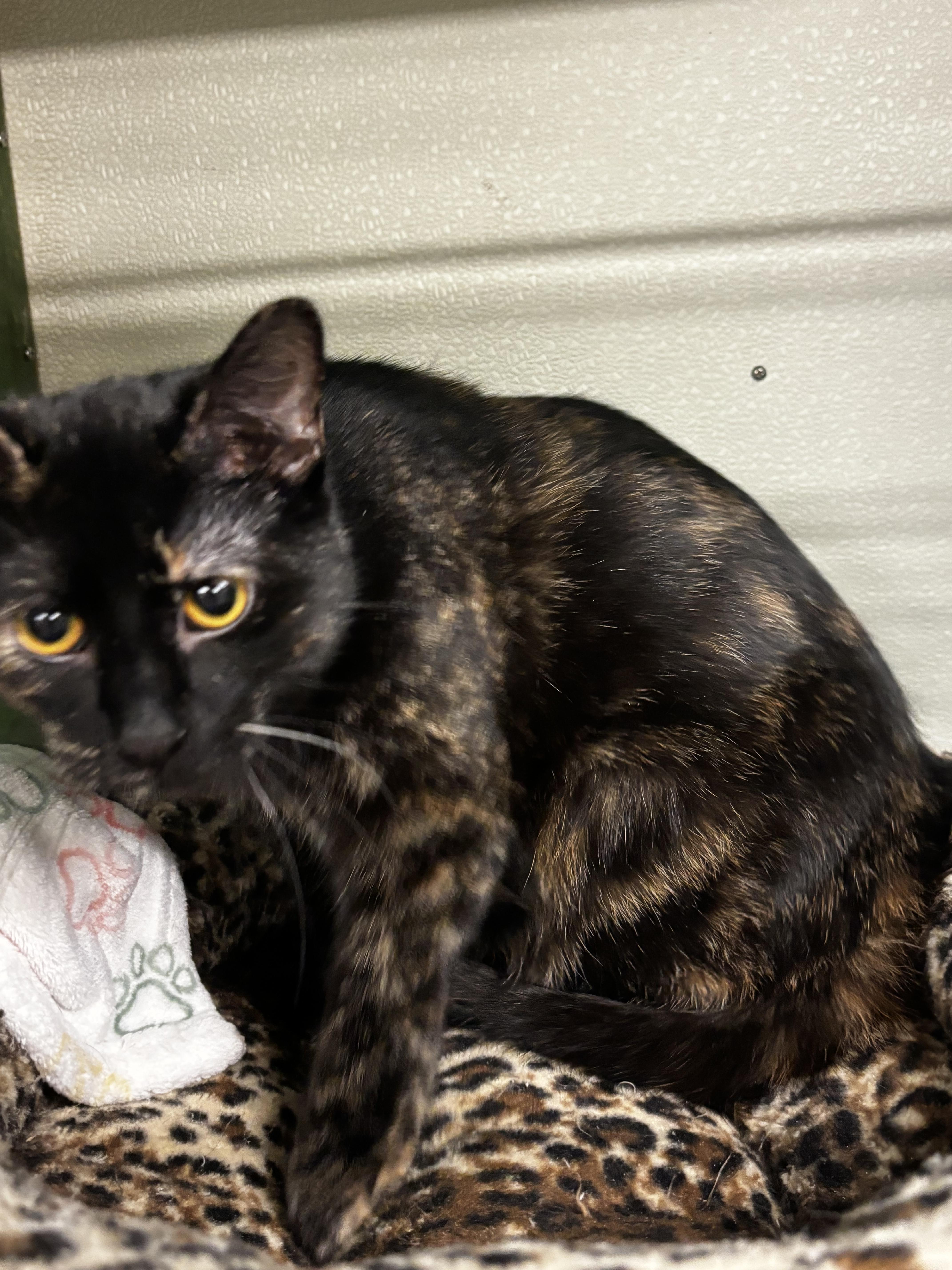 Speedy, Adoptable, Kitten Female Domestic Short Hair.