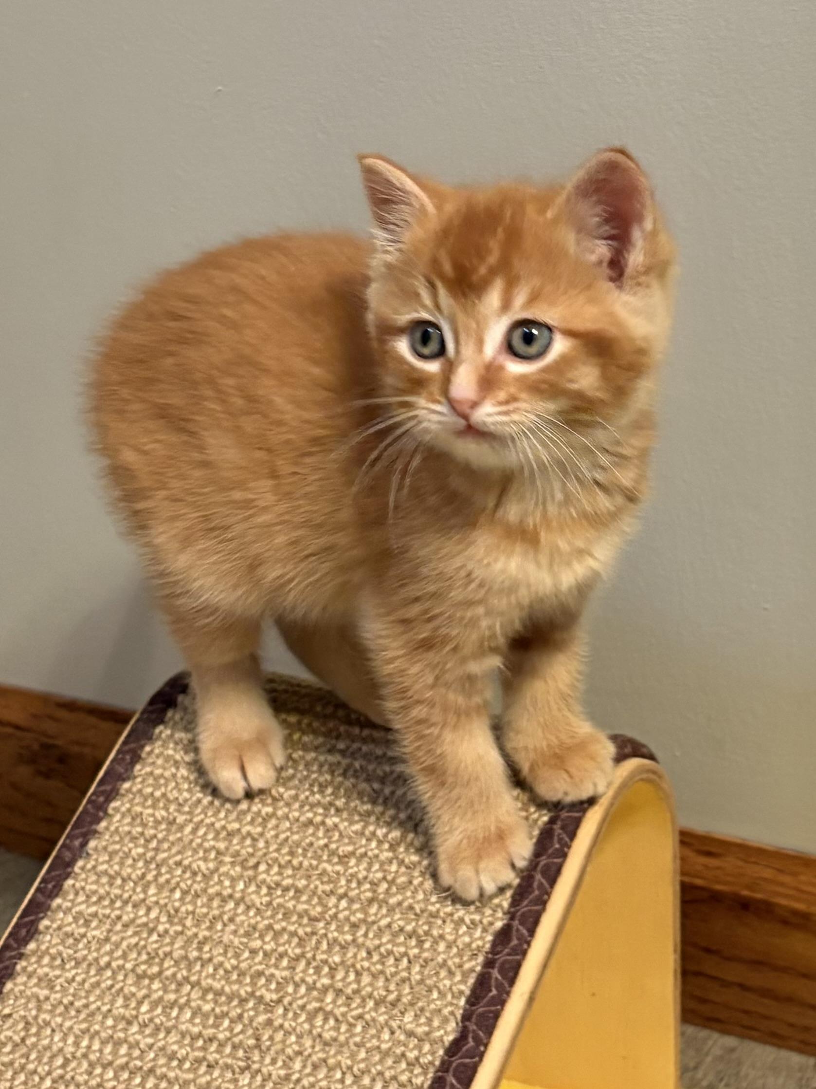 Gibbs, adopted, Kitten Male American Shorthair.