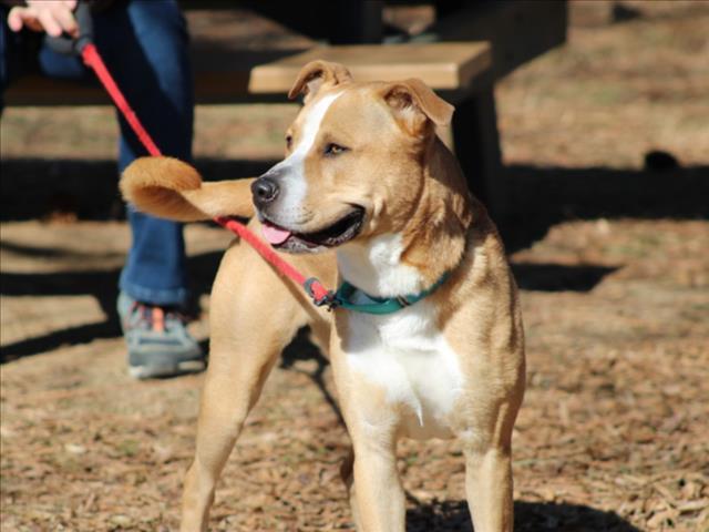 Enlarge JERRY, a Adoptable mixed breed in Chapel Hill, NC image 1/1