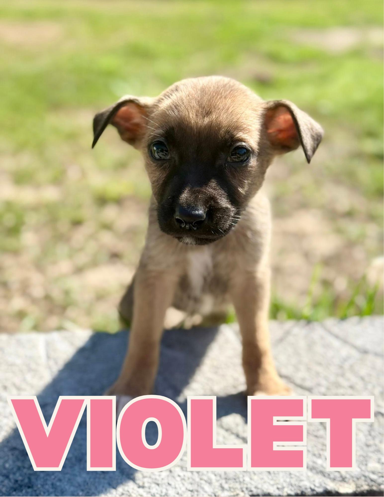 Enlarge Violet, an adopted mixed breed in Shalimar, FL image 1/1