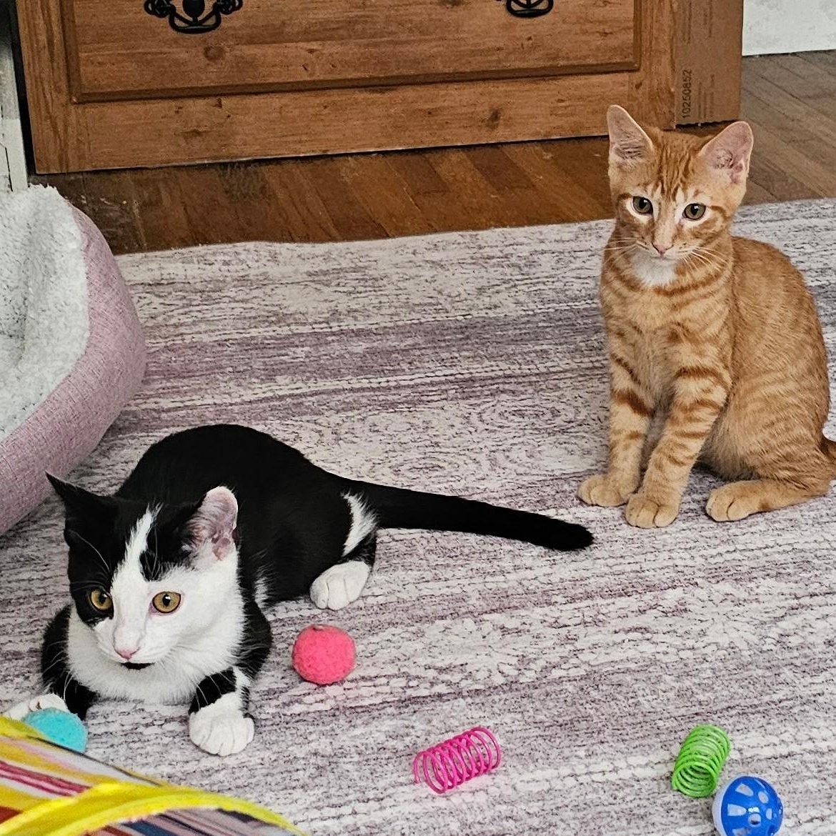 Trail & Blaze (bonded), a ADOPTABLE Domestic Short Hair in Sewell, NJ image 2/6