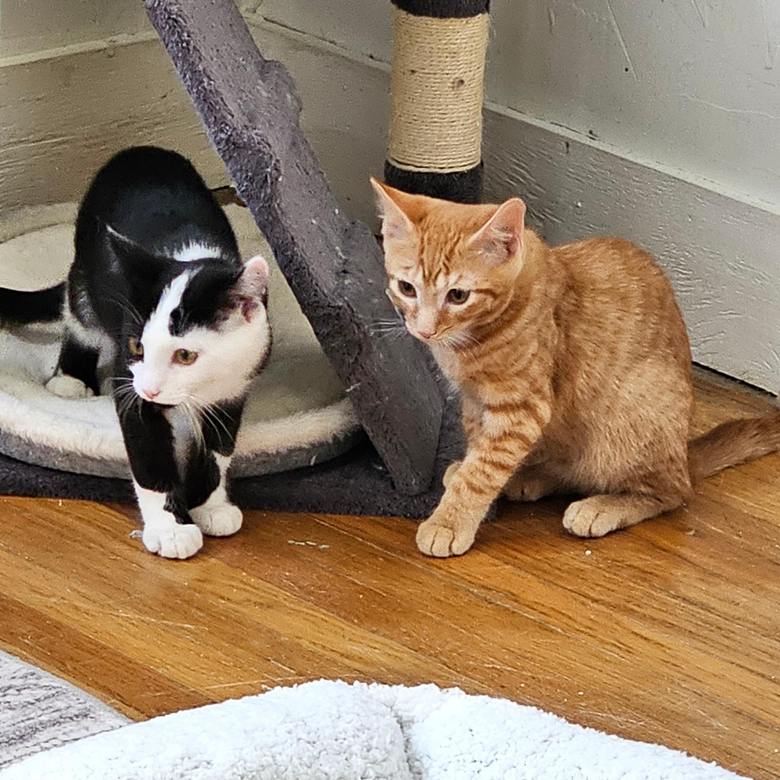 Trail & Blaze (bonded), a ADOPTABLE Domestic Short Hair in Sewell, NJ image 3/6