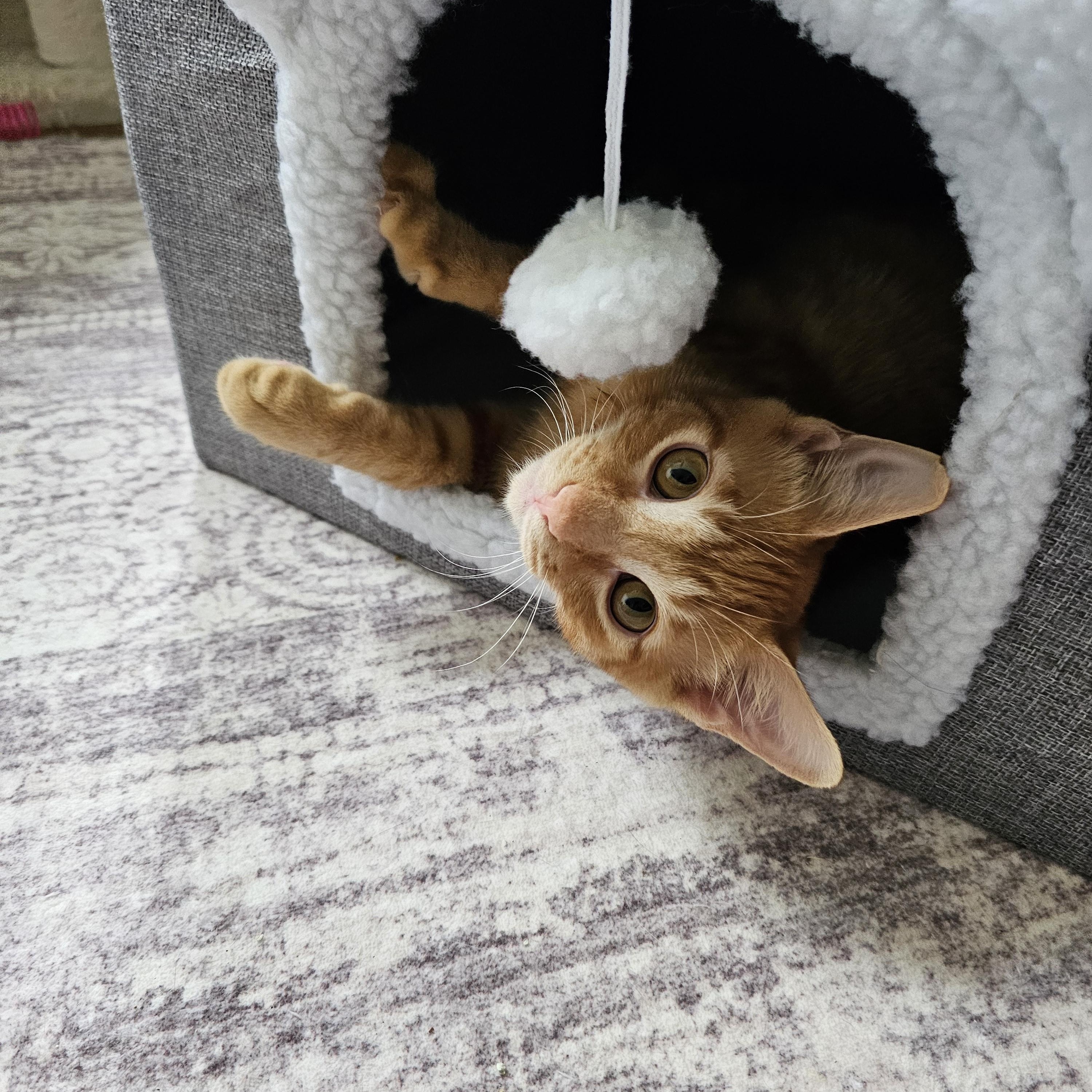 Trail & Blaze (bonded), a ADOPTABLE Domestic Short Hair in Sewell, NJ image 4/6