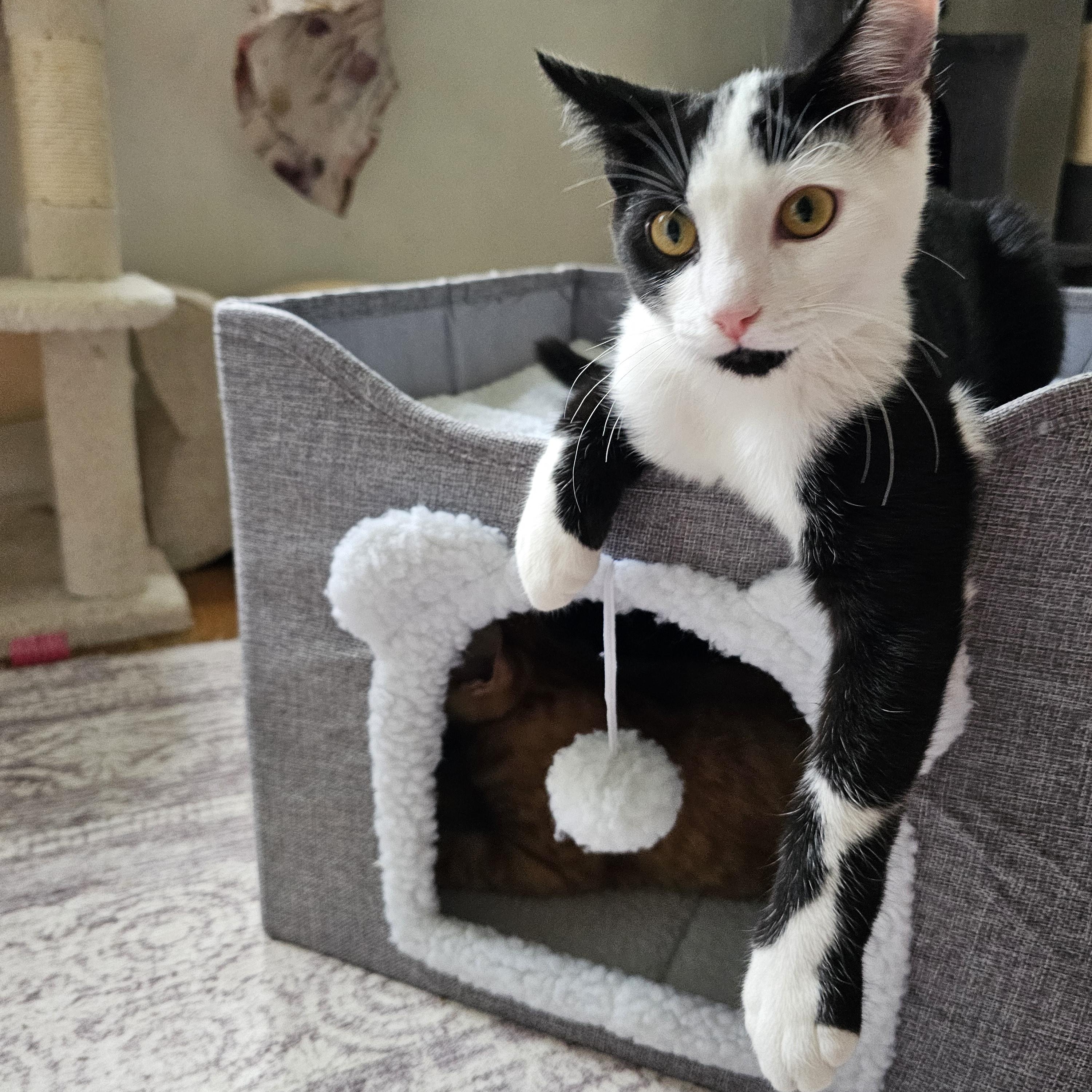 Trail & Blaze (bonded), a ADOPTABLE Domestic Short Hair in Sewell, NJ image 5/6