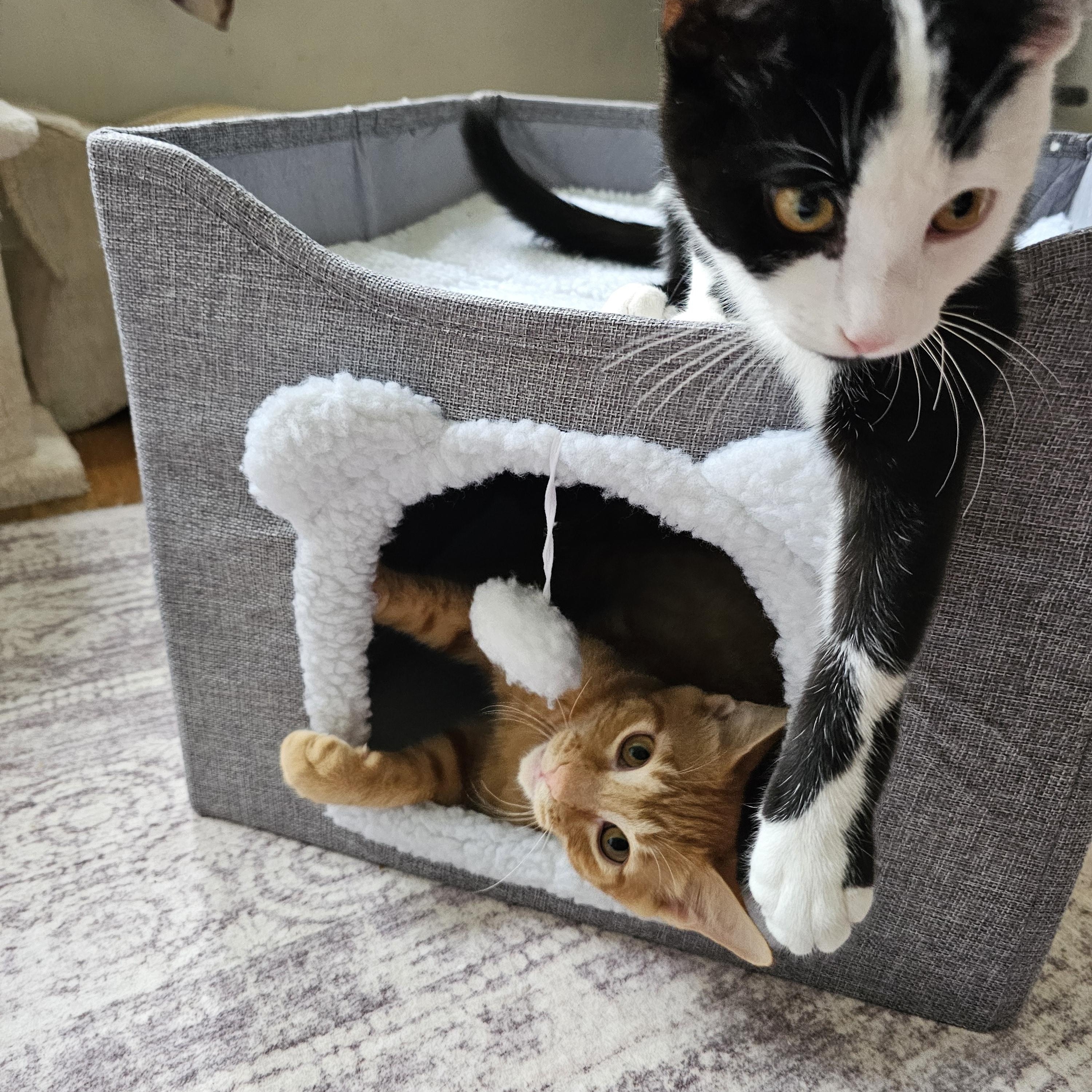 Trail & Blaze (bonded), a ADOPTABLE Domestic Short Hair in Sewell, NJ image 6/6