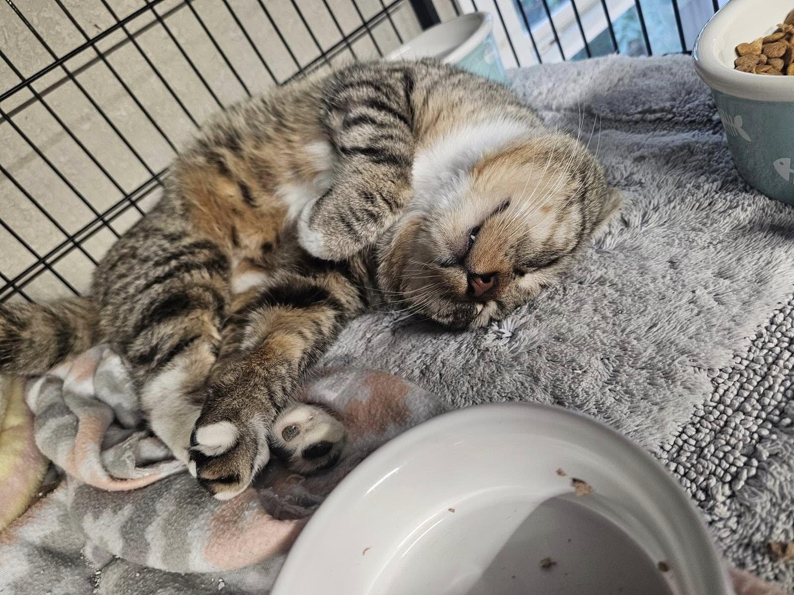 Enlarge Toby, an adopted mixed breed in Bulverde, TX image 2/6