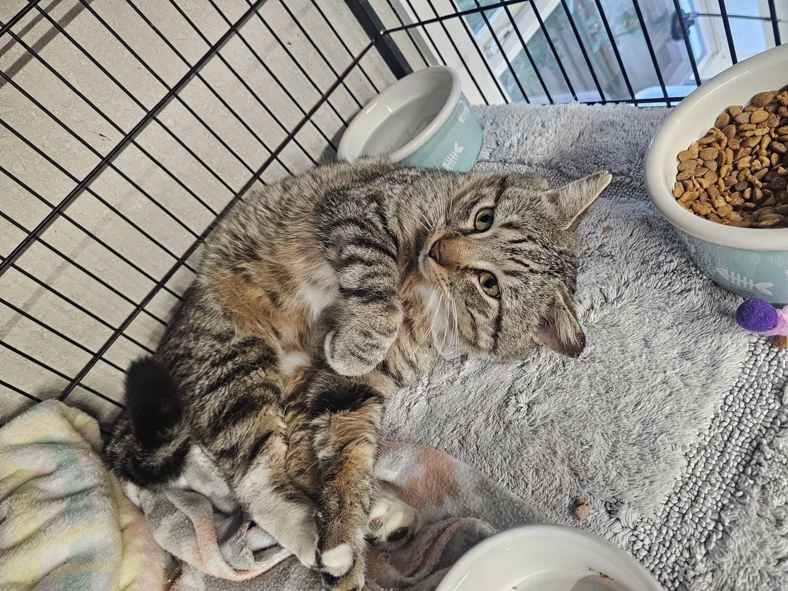 Enlarge Toby, an adopted mixed breed in Bulverde, TX image 6/6