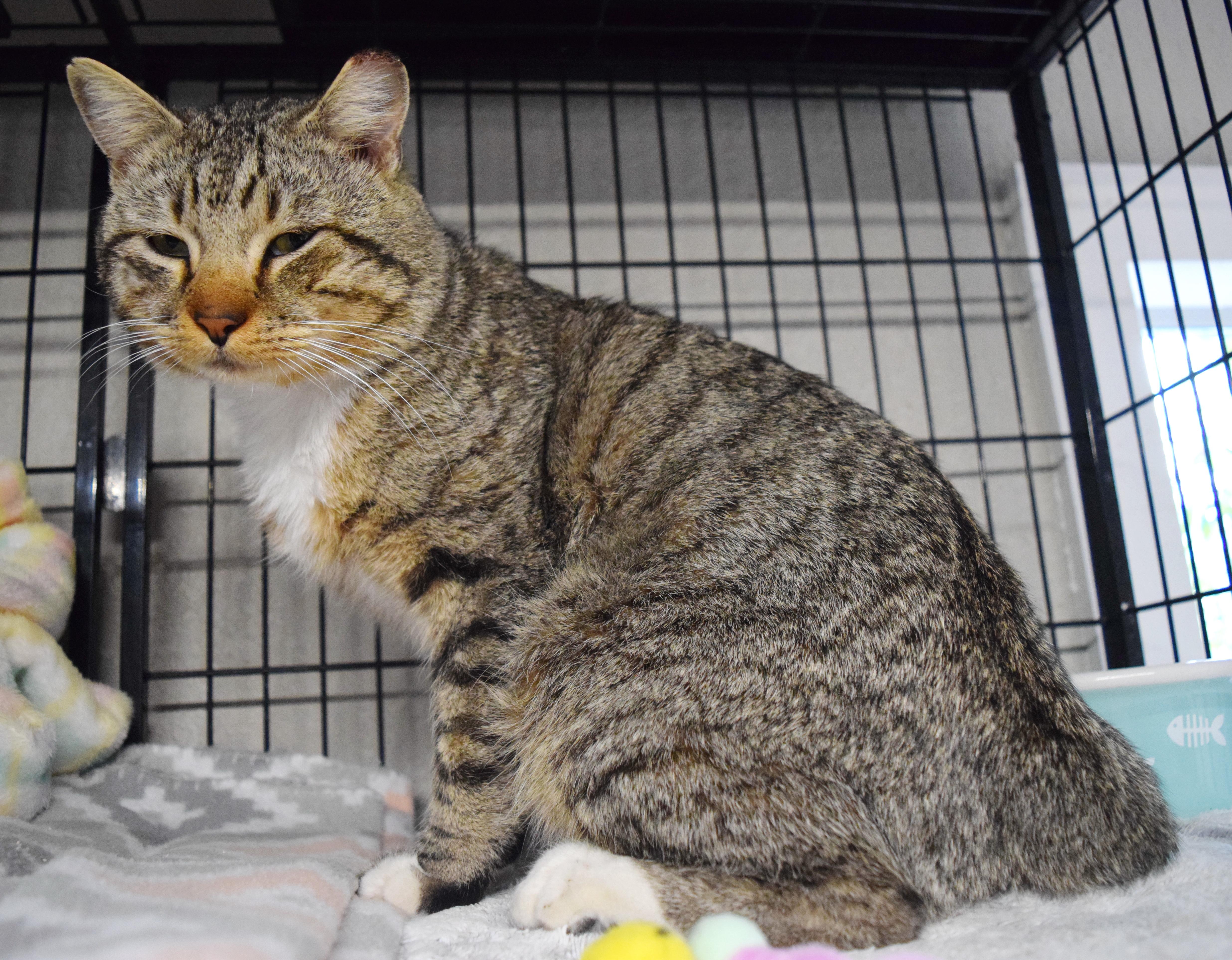 Enlarge Toby, an adopted mixed breed in Bulverde, TX image 3/6