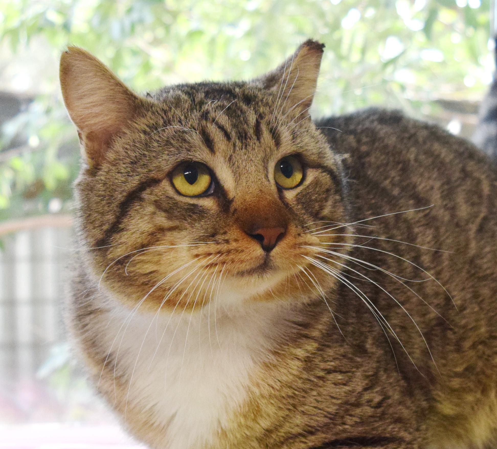 Enlarge Toby, an adopted mixed breed in Bulverde, TX image 5/6