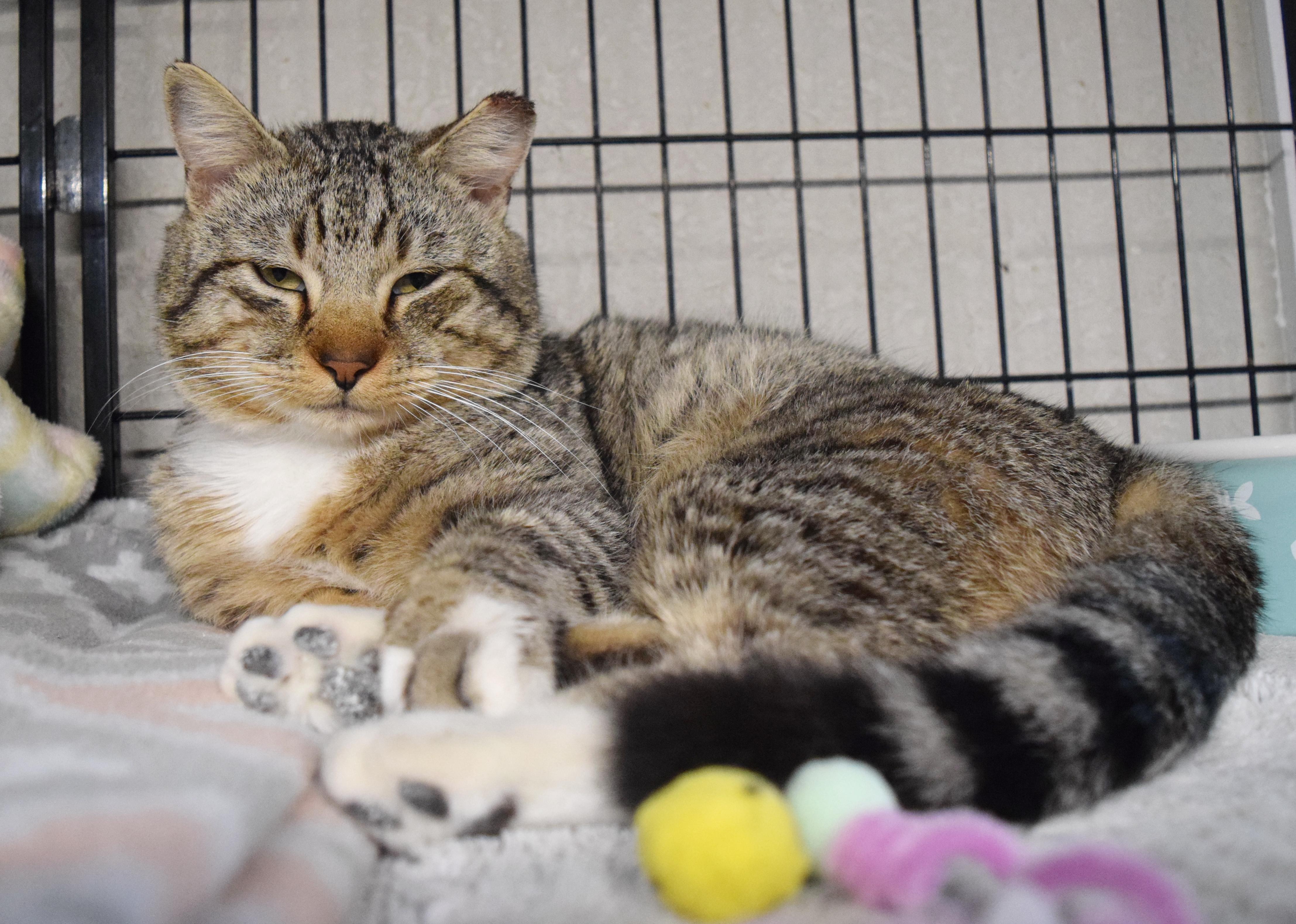 Enlarge Toby, an adopted mixed breed in Bulverde, TX image 4/6