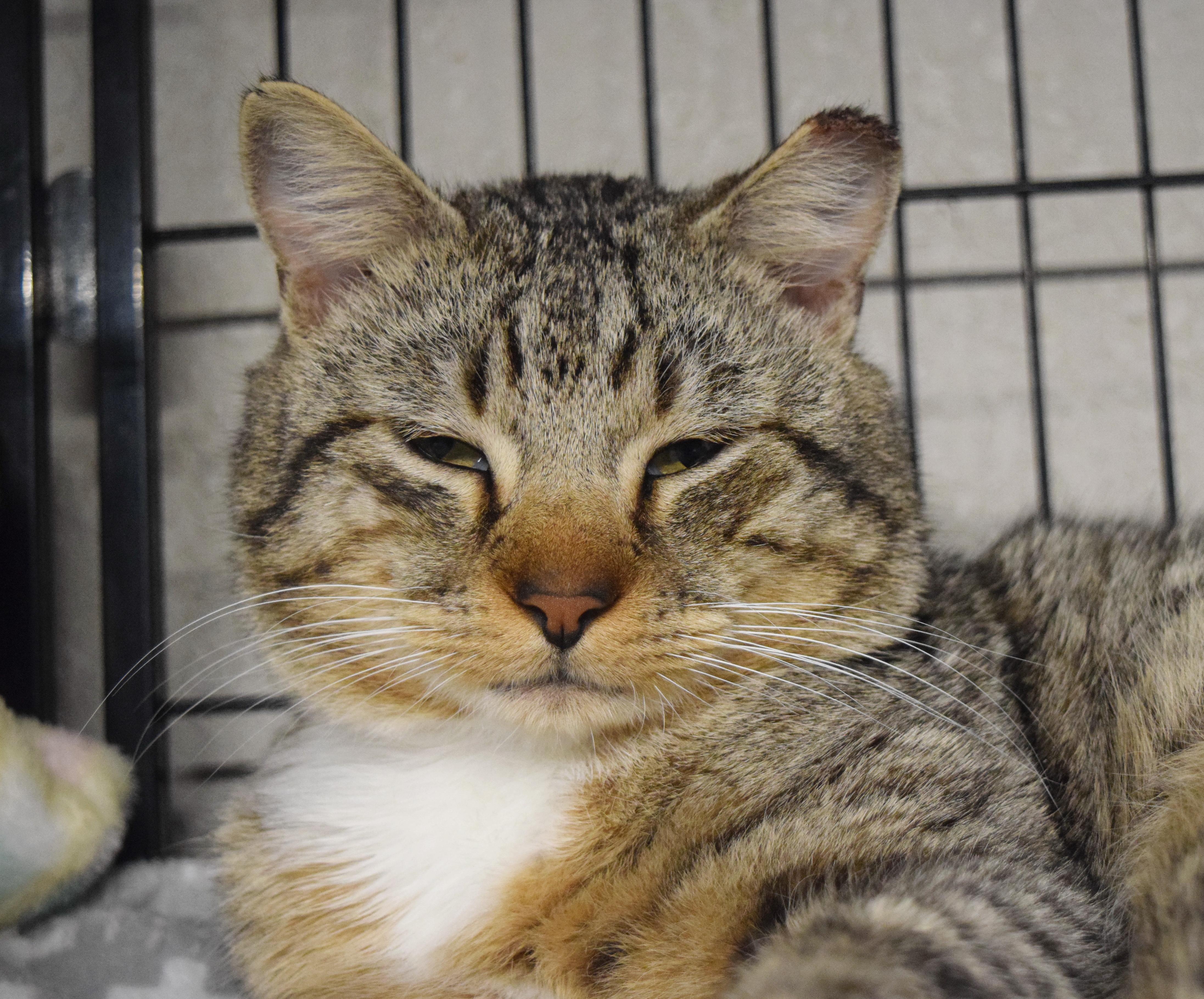 Enlarge Toby, an adopted mixed breed in Bulverde, TX image 1/6