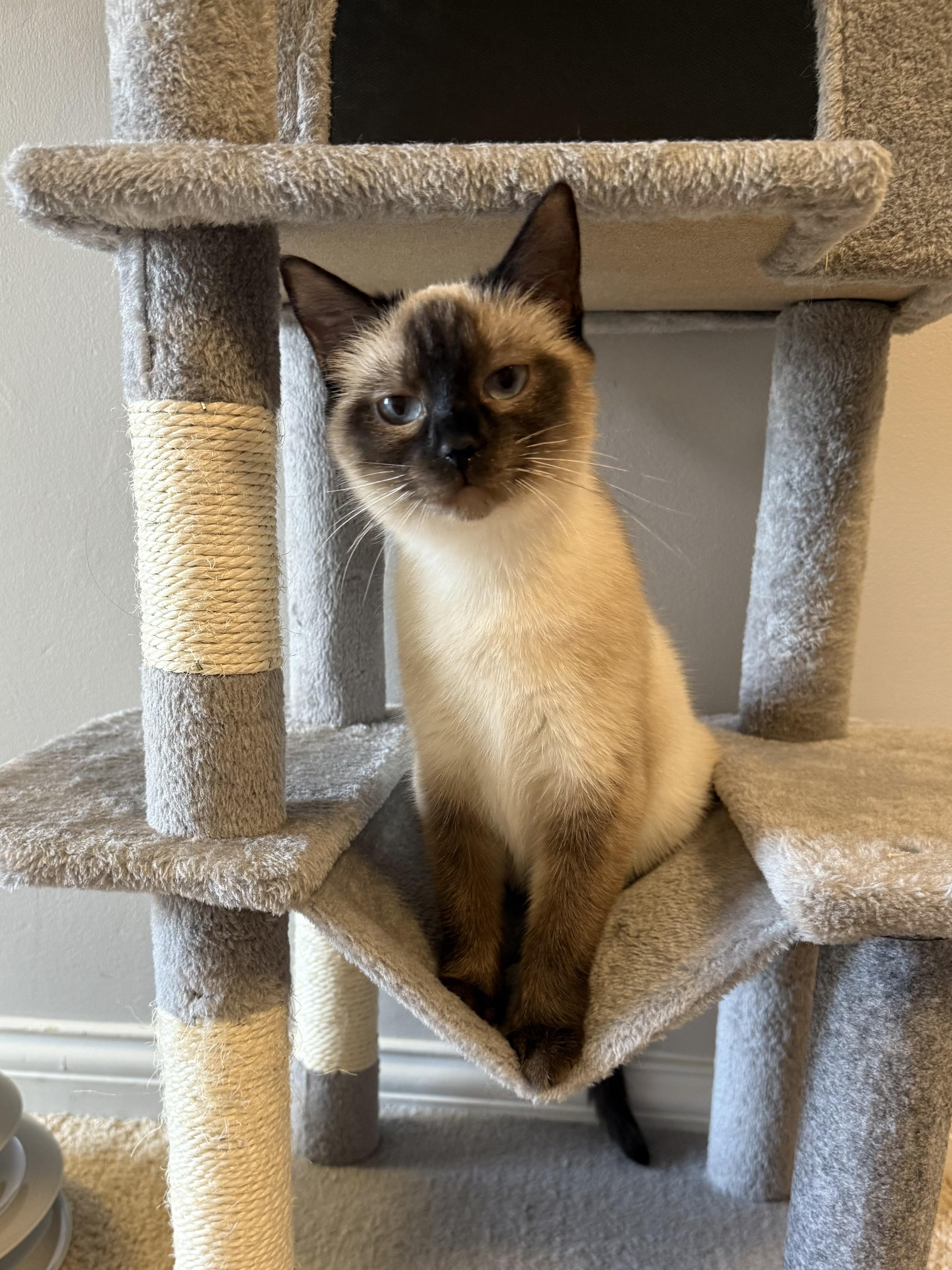 Enlarge Holly, an adopted Siamese in Lexington, KY image 3/5
