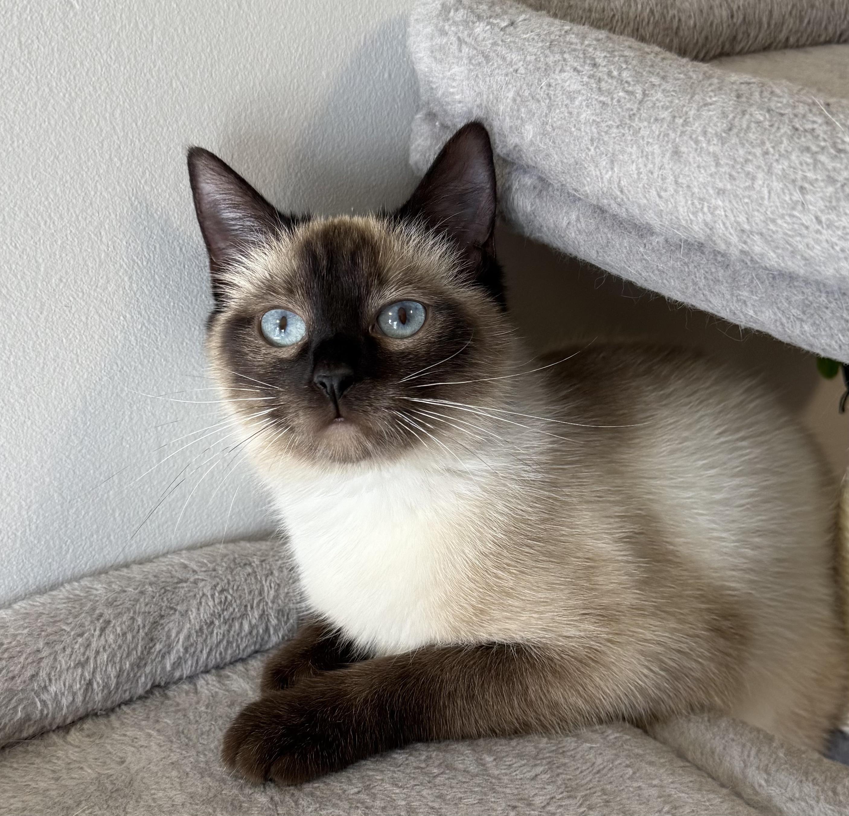 Enlarge Holly, an adopted Siamese in Lexington, KY image 5/5