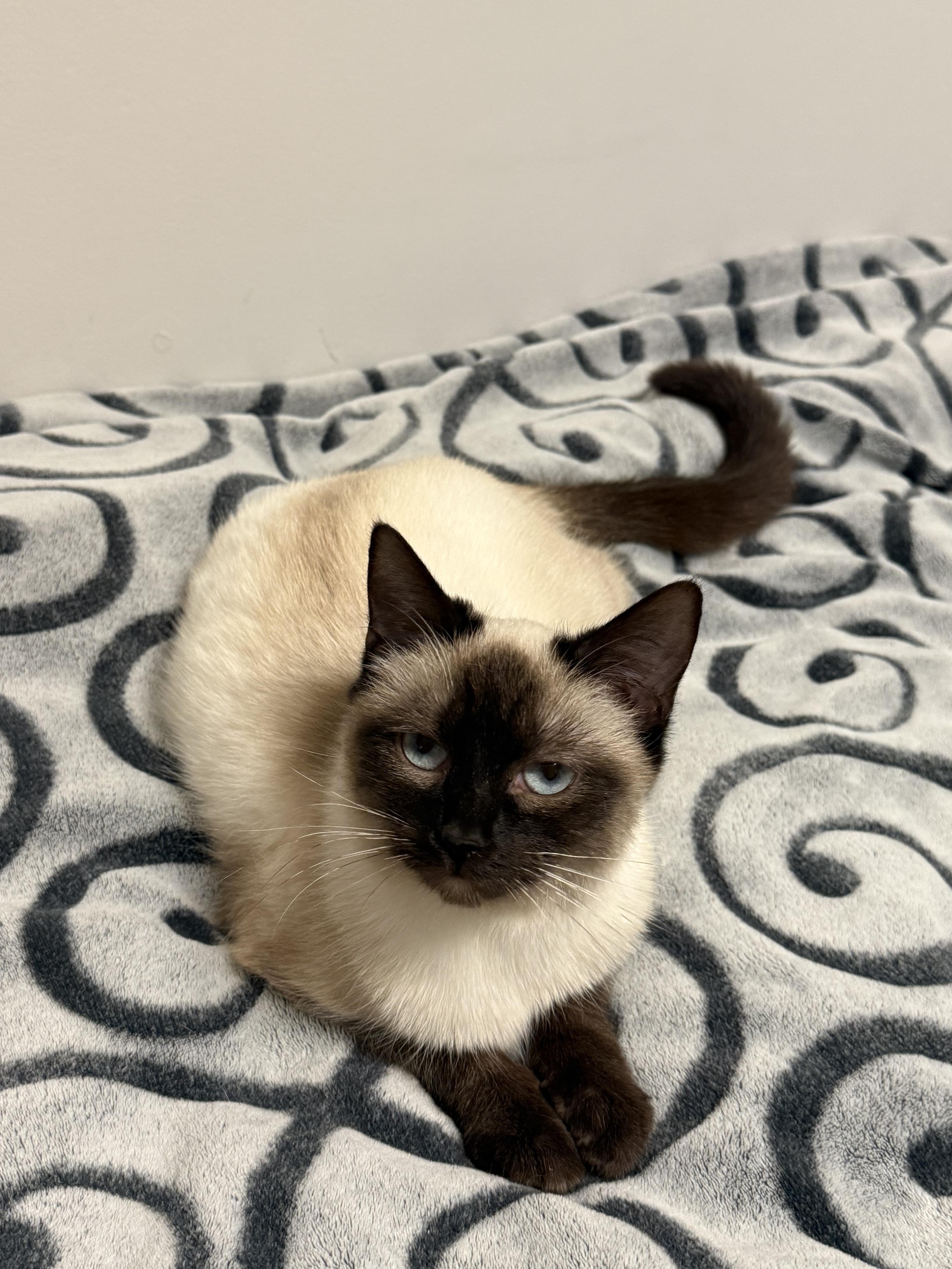 Enlarge Holly, an adopted Siamese in Lexington, KY image 2/5